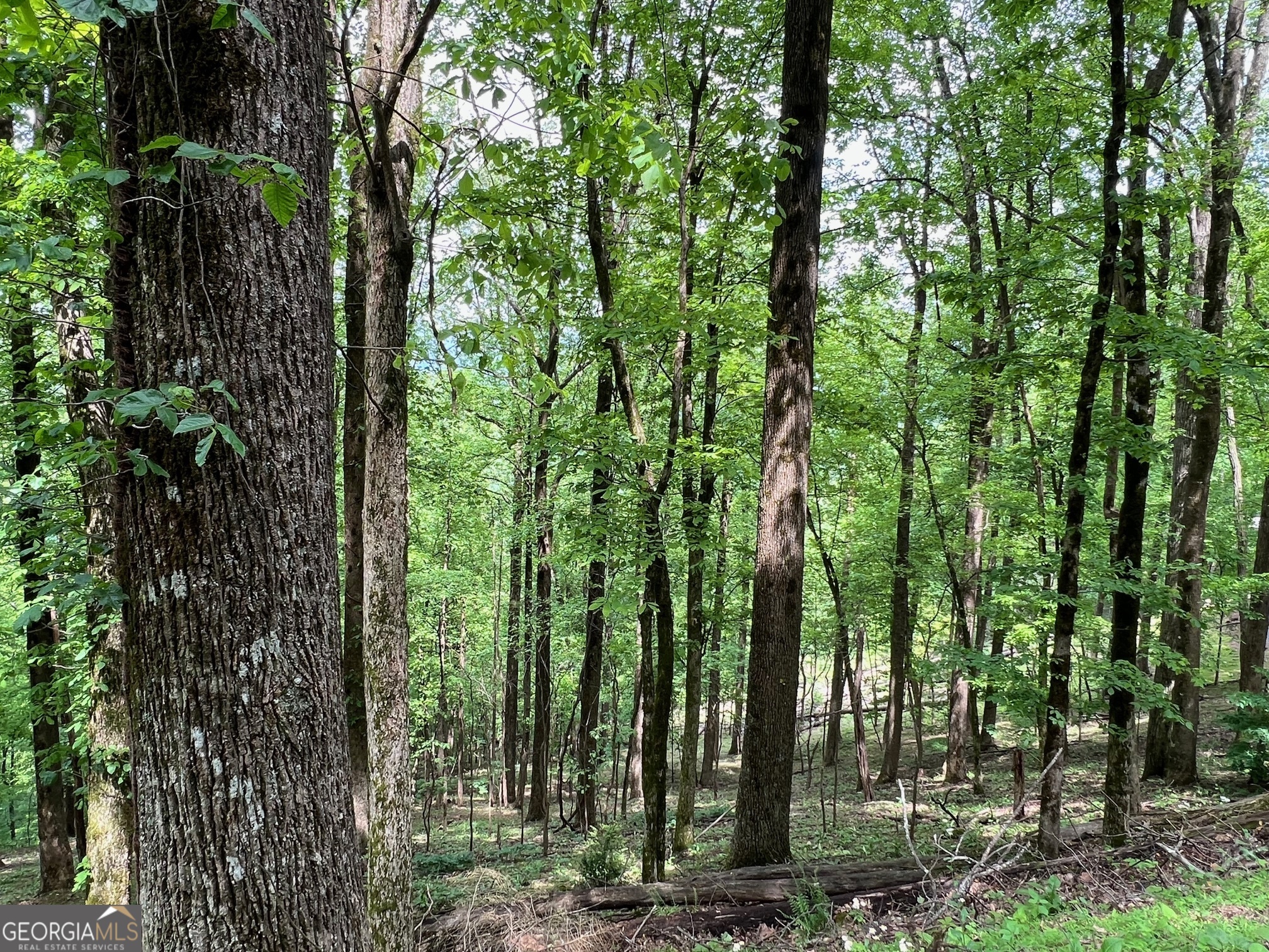 M164 Walnut Ridge Ellijay GA 30536