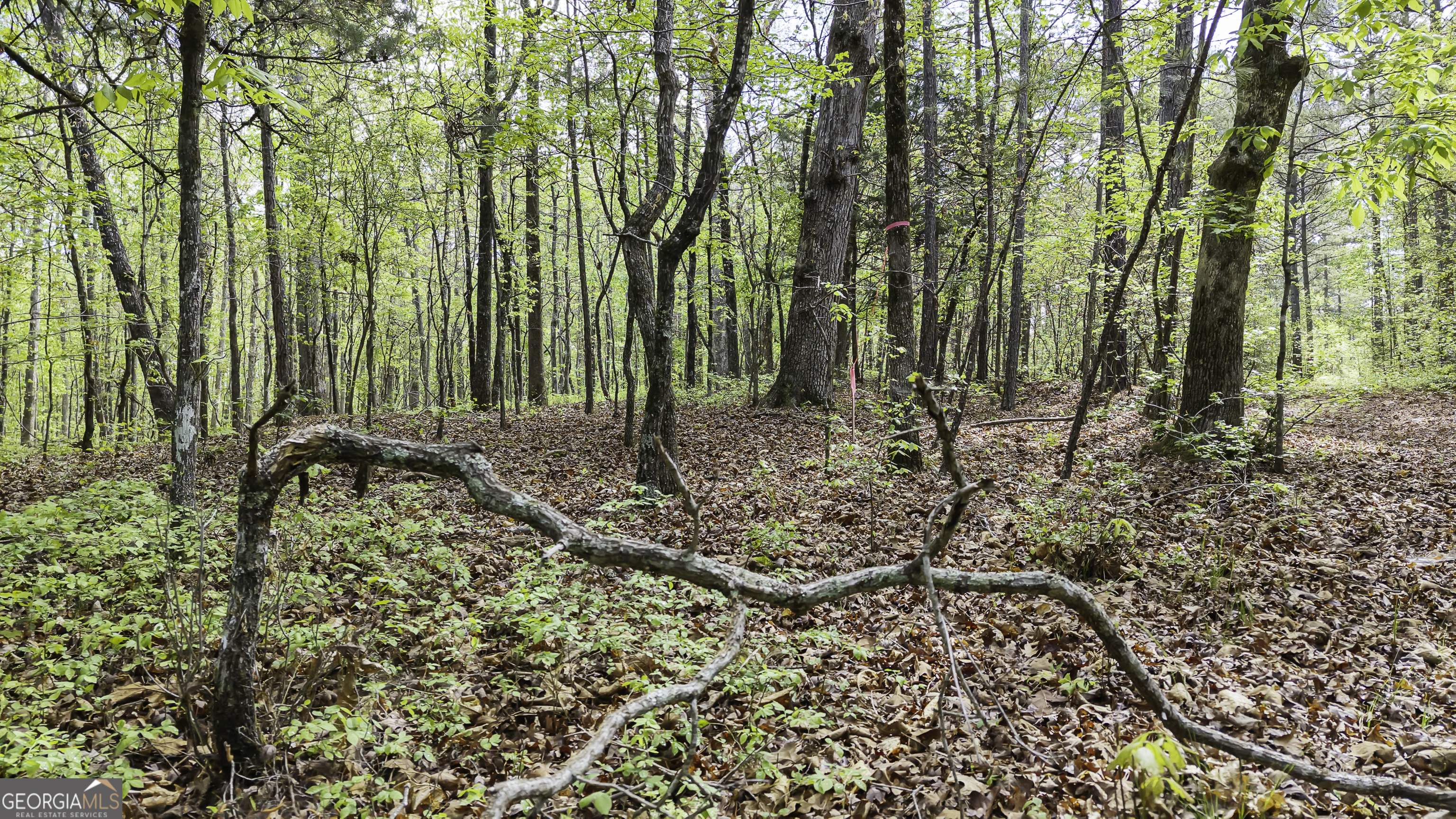 19.74 Acres Davis Lake Road Pine Mountain GA 31822