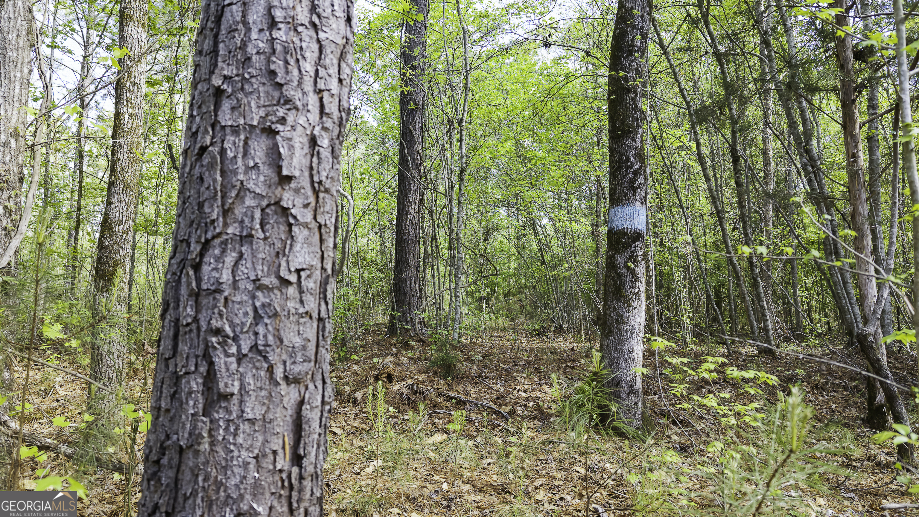 19.74 Acres Davis Lake Road Pine Mountain GA 31822