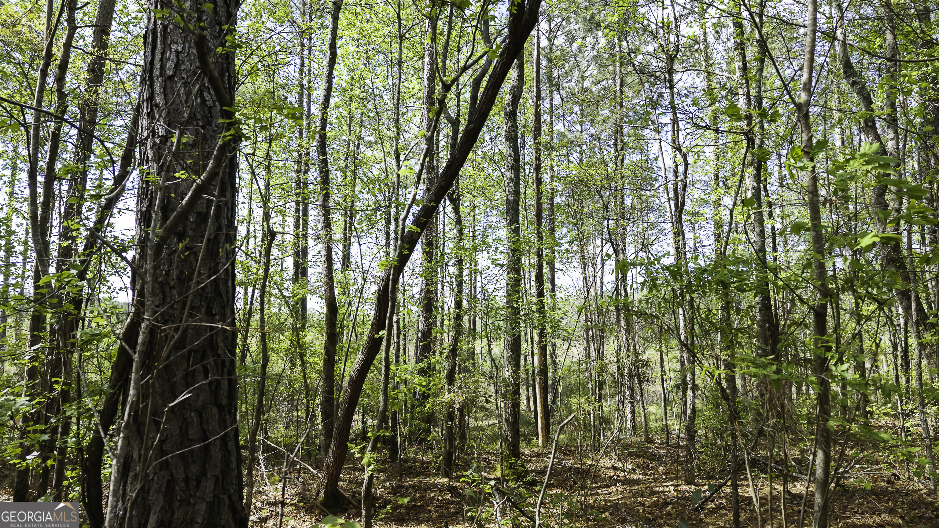 19.74 Acres Davis Lake Road Pine Mountain GA 31822