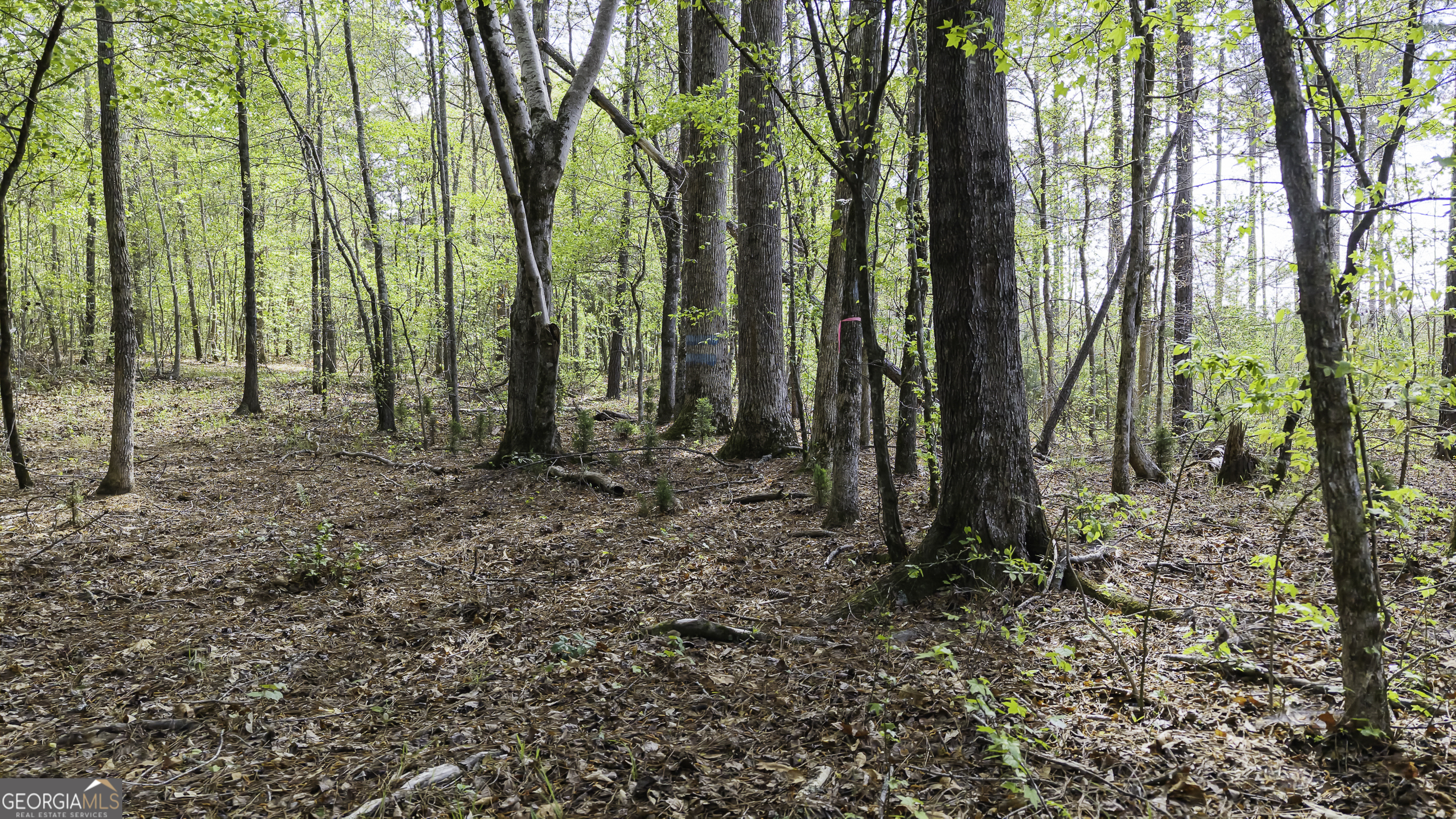 19.74 Acres Davis Lake Road Pine Mountain GA 31822