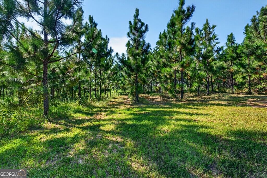 2150 Buena Vista Highway Mauk GA 31058