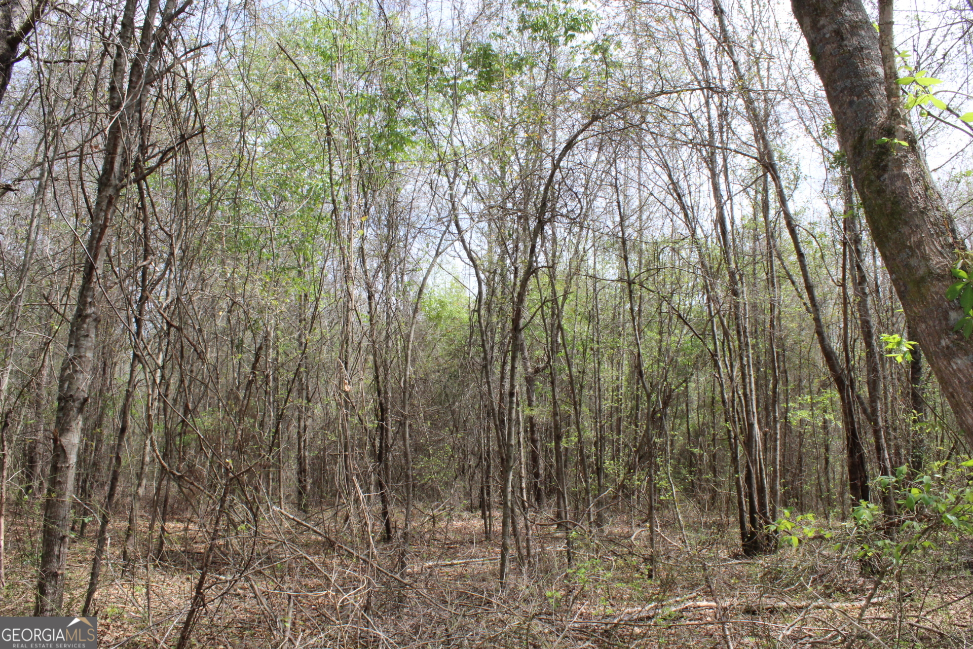 337+/- Ac Highway 137 Buena Vista GA 31803
