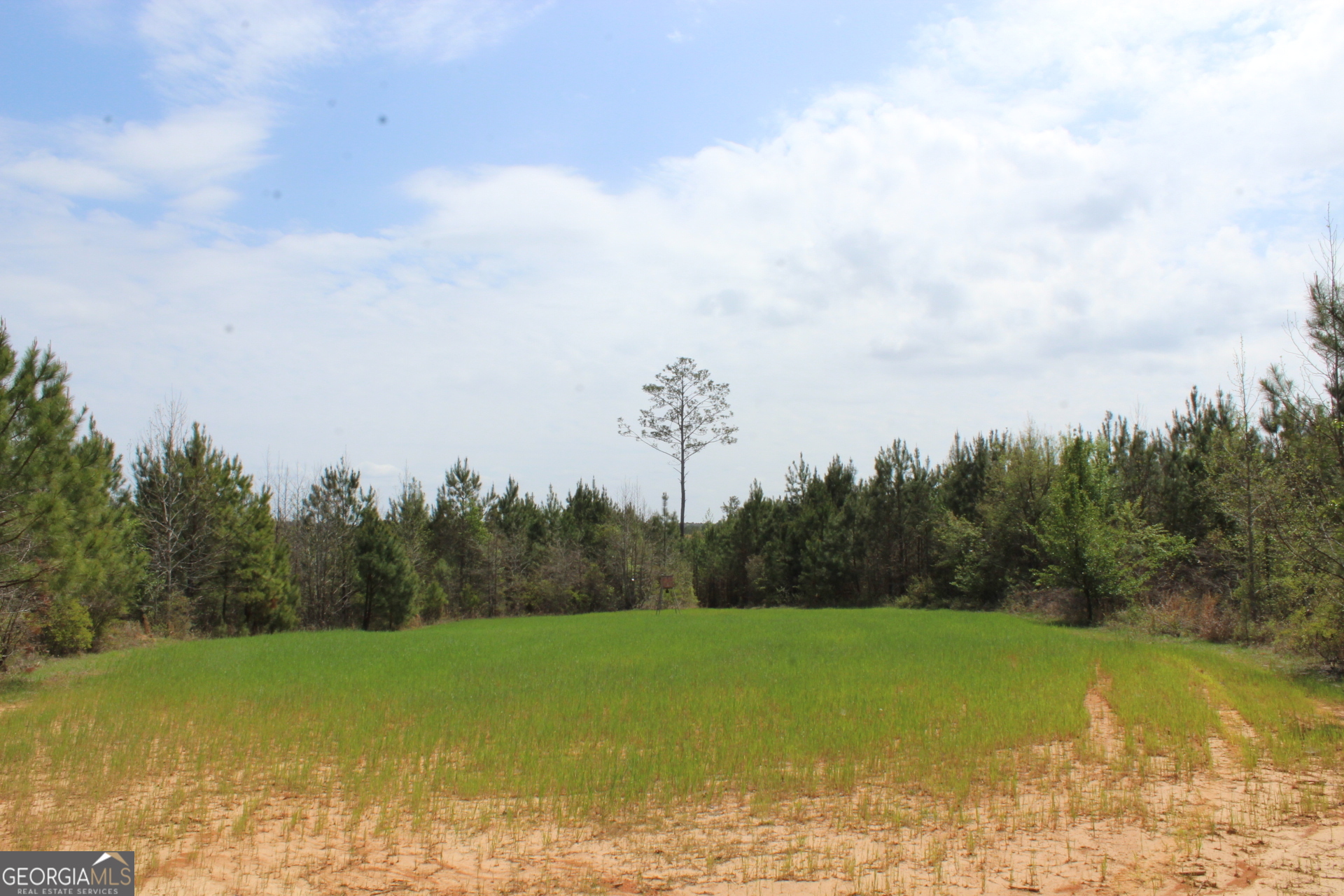 337+/- Ac Highway 137 Buena Vista GA 31803