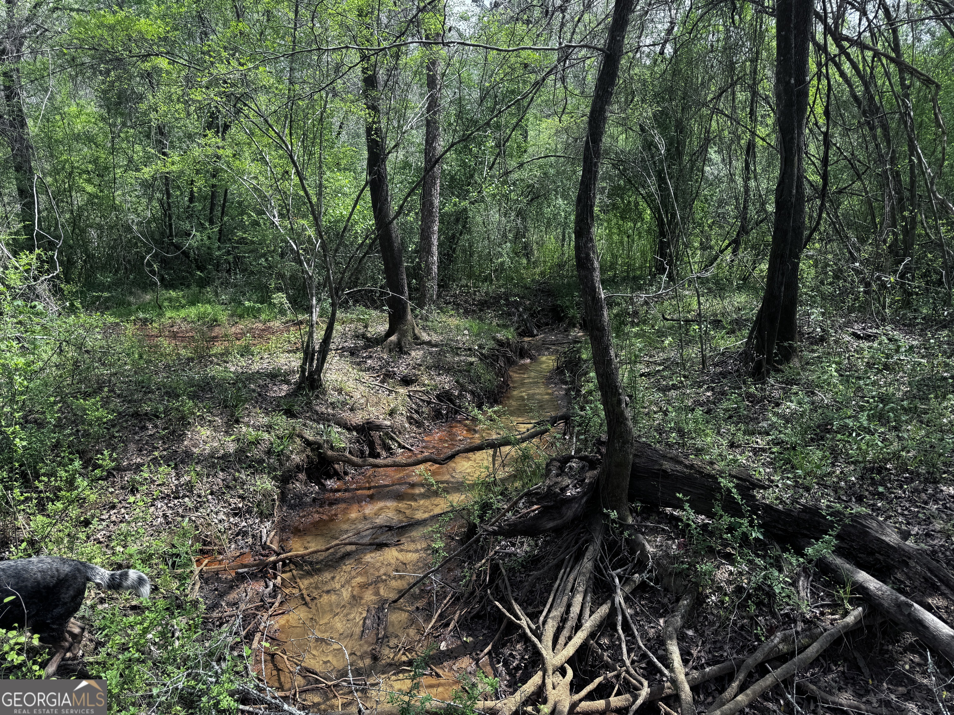 337+/- Ac Highway 137 Buena Vista GA 31803