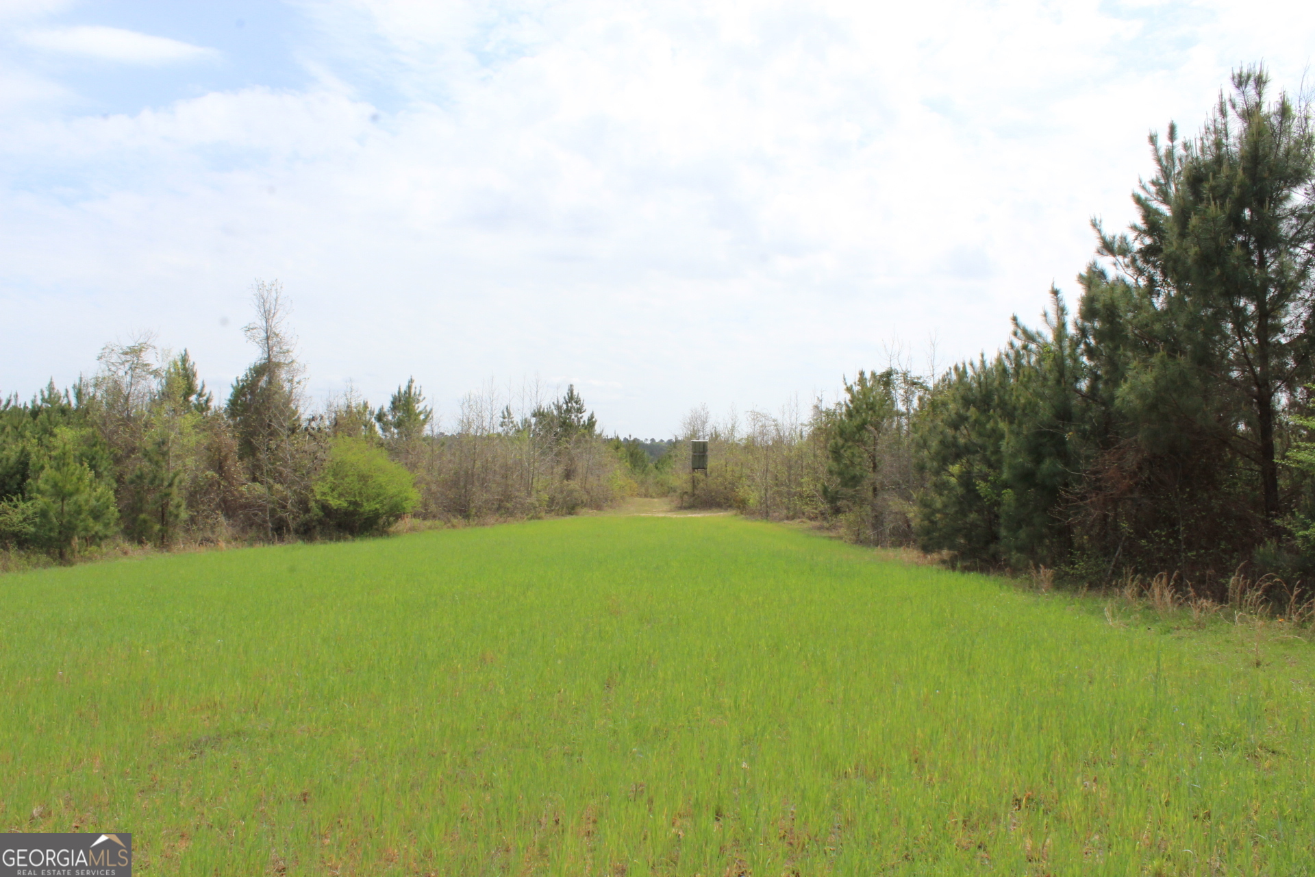 337+/- Ac Highway 137 Buena Vista GA 31803