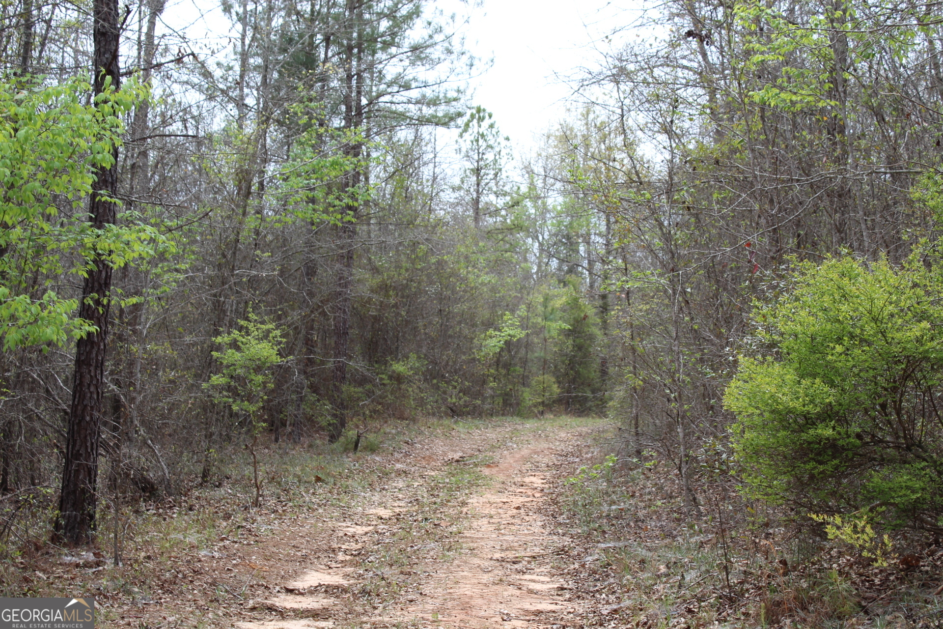 337+/- Ac Highway 137 Buena Vista GA 31803