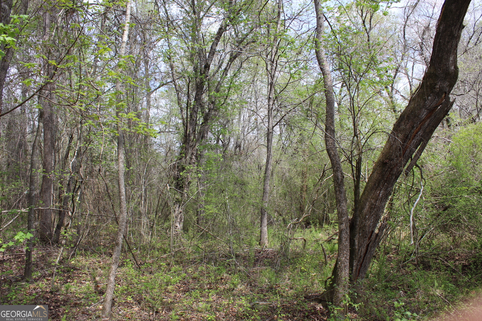337+/- Ac Highway 137 Buena Vista GA 31803