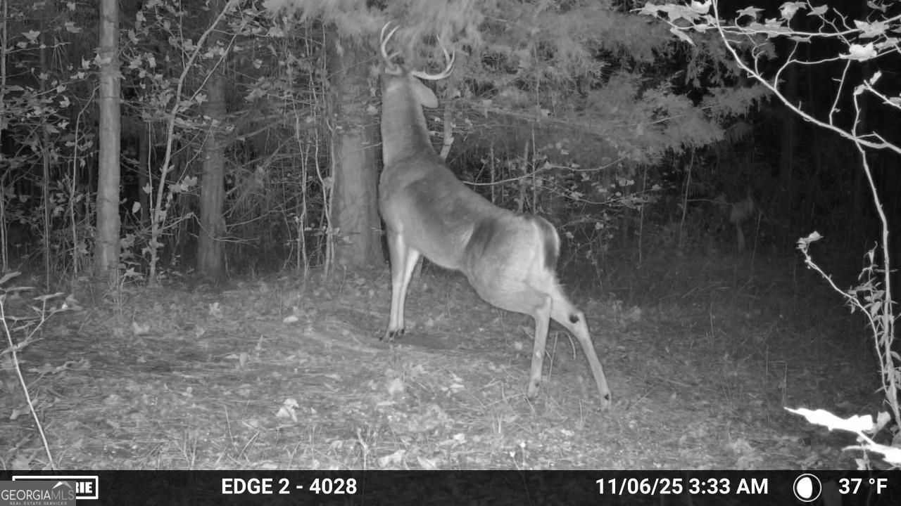 3644-3792 Fortune Hole Road Hamilton GA 31811
