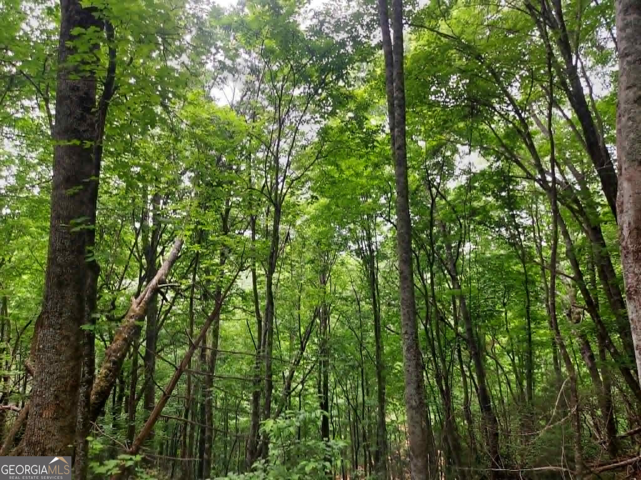 0 Lot 37 Saddleback Circle Sky Valley GA 30537