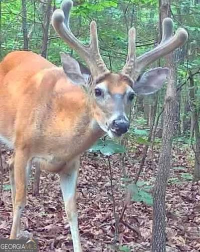 0 Ellis Church Road Haddock GA 31033