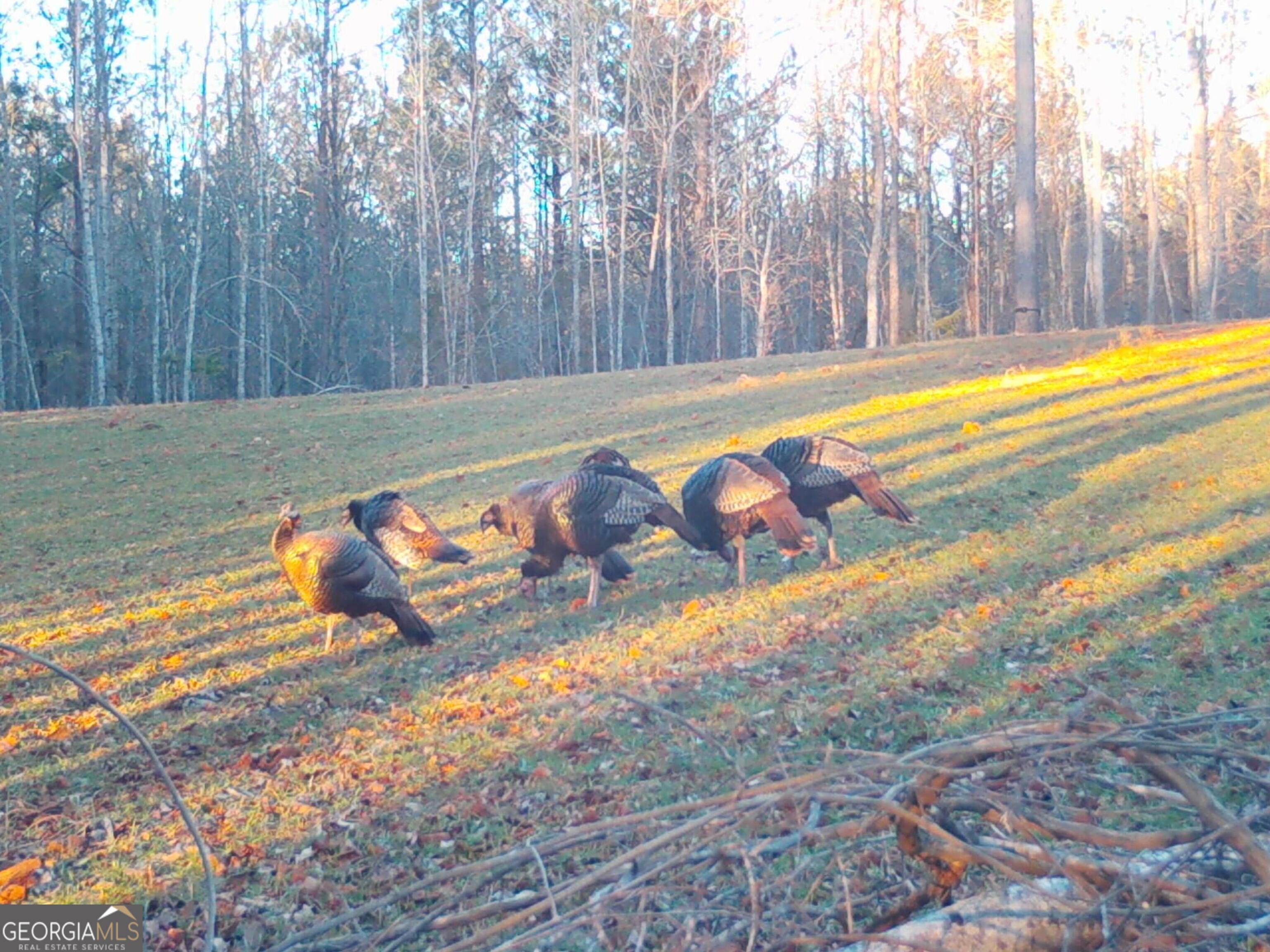 0 Logtown Road Thomaston GA 30286