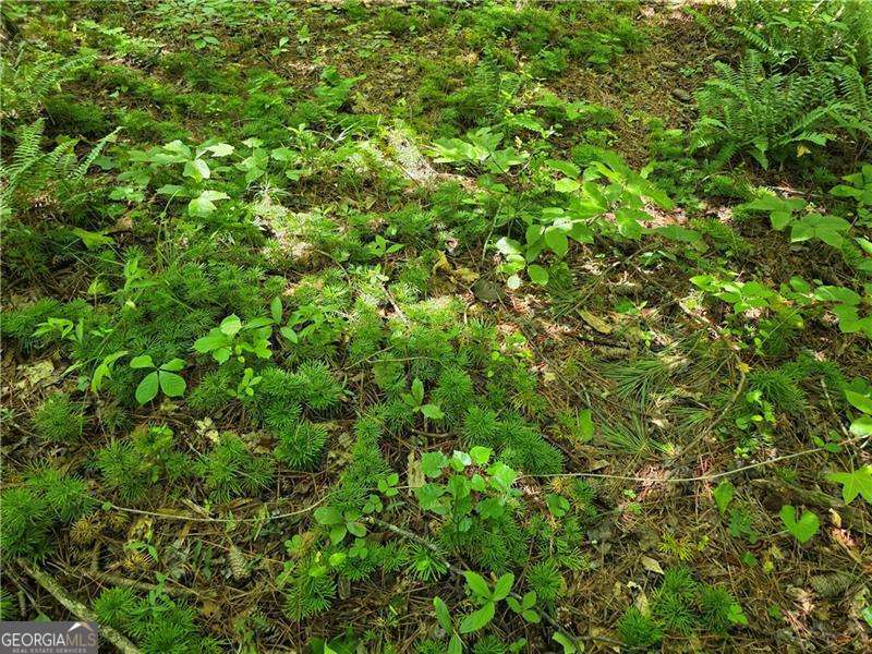 0 Byers Drive Ball Ground GA 30107