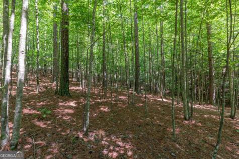 Lot 48 Thirteen Hundred Blairsville GA 30512