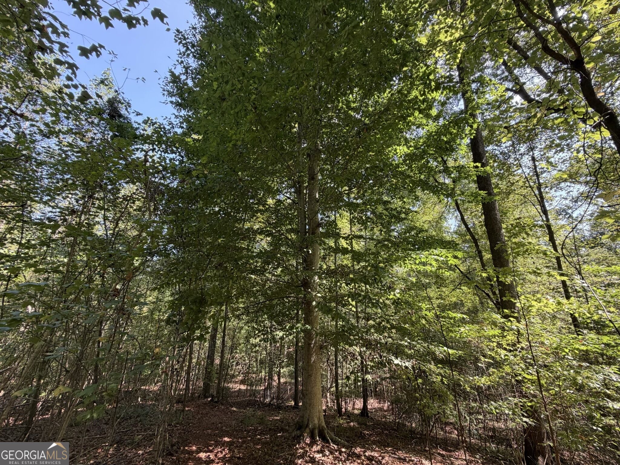 11 Bunch Road Tignall GA 30668