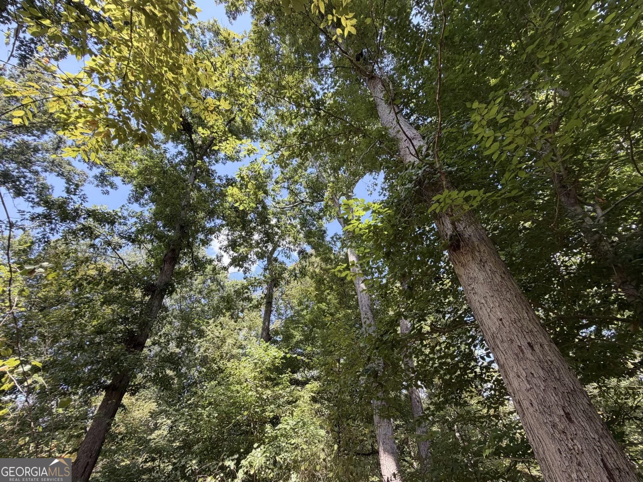 11 Bunch Road Tignall GA 30668