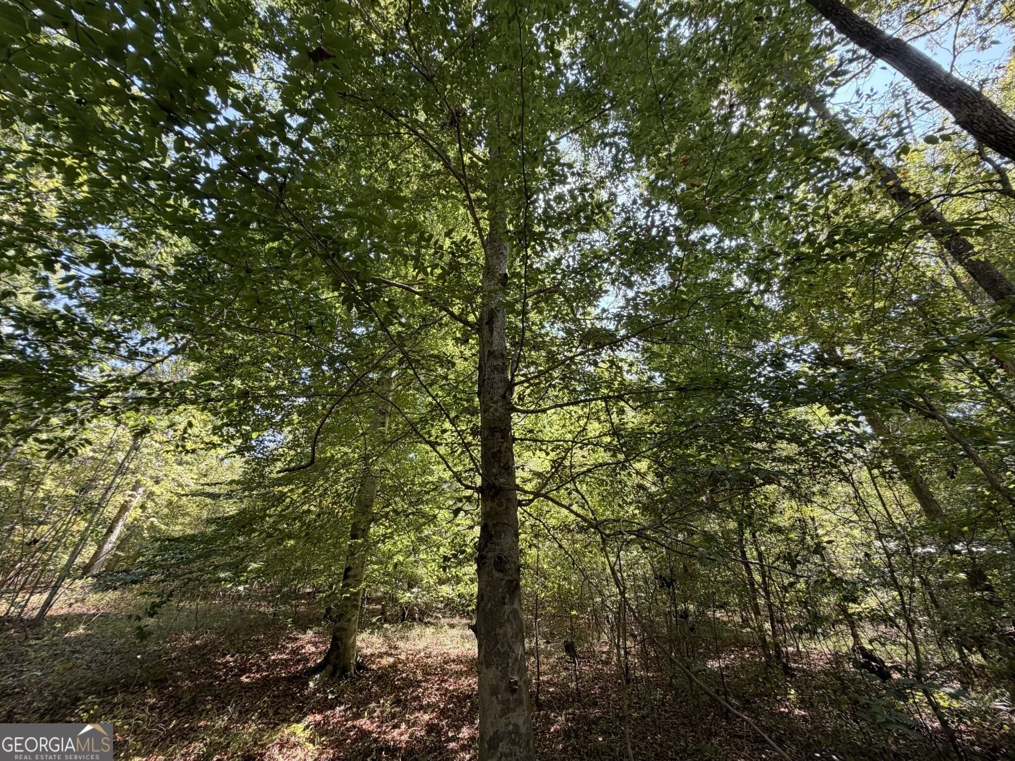 11 Bunch Road Tignall GA 30668