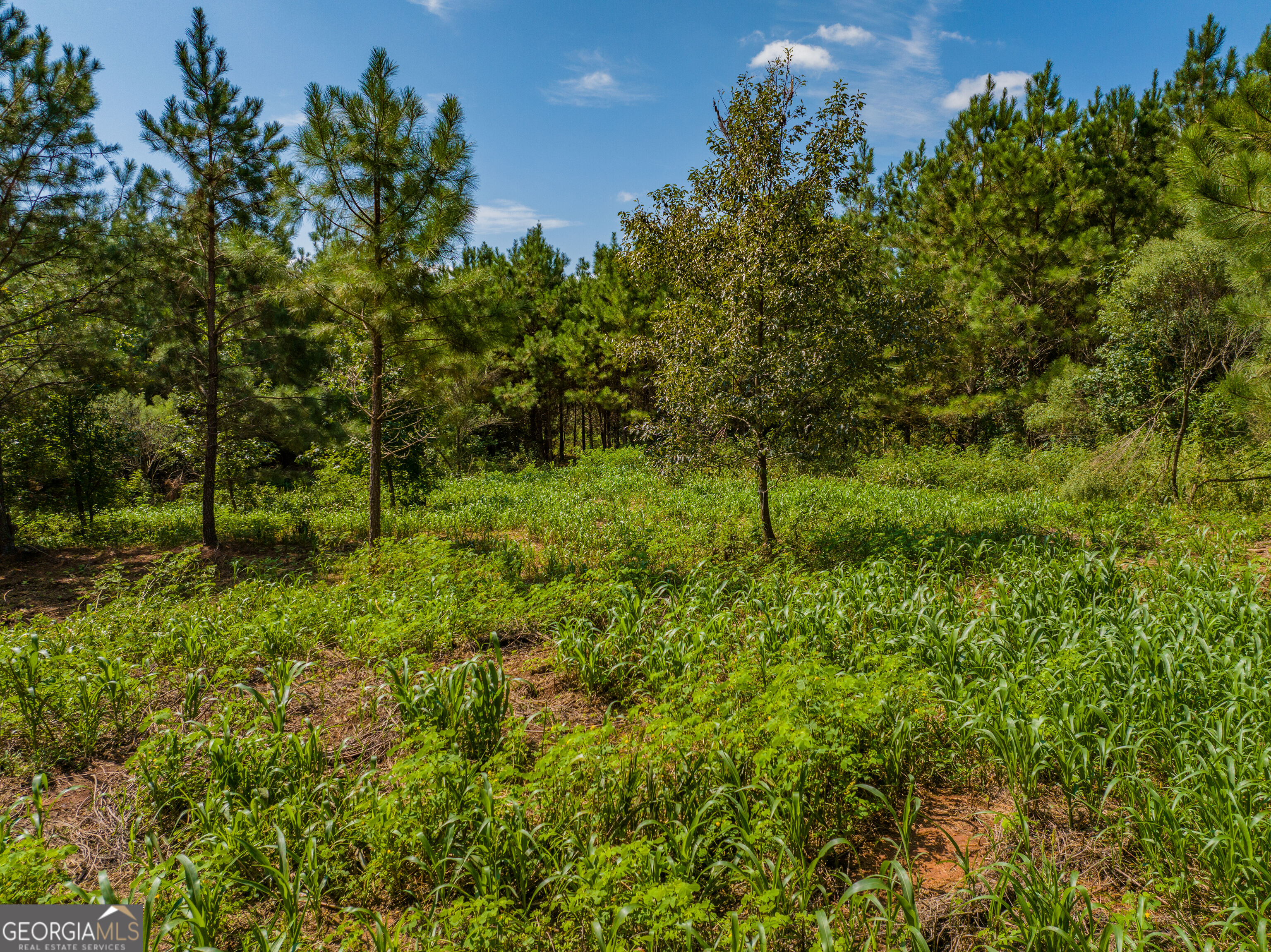 132 Acres Carlisle Gap Road Woodland GA 31836