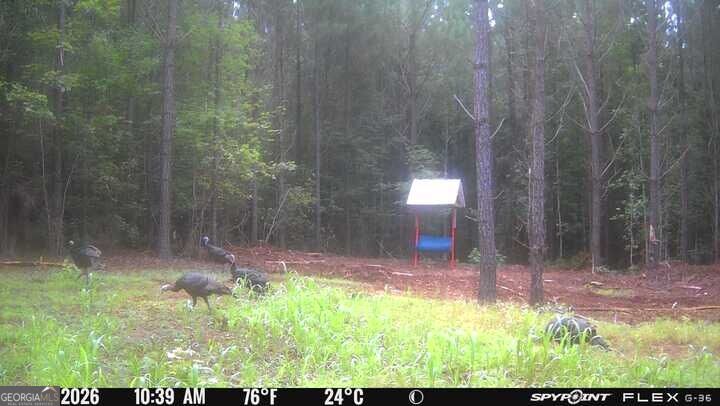 132 Acres Carlisle Gap Road Woodland GA 31836