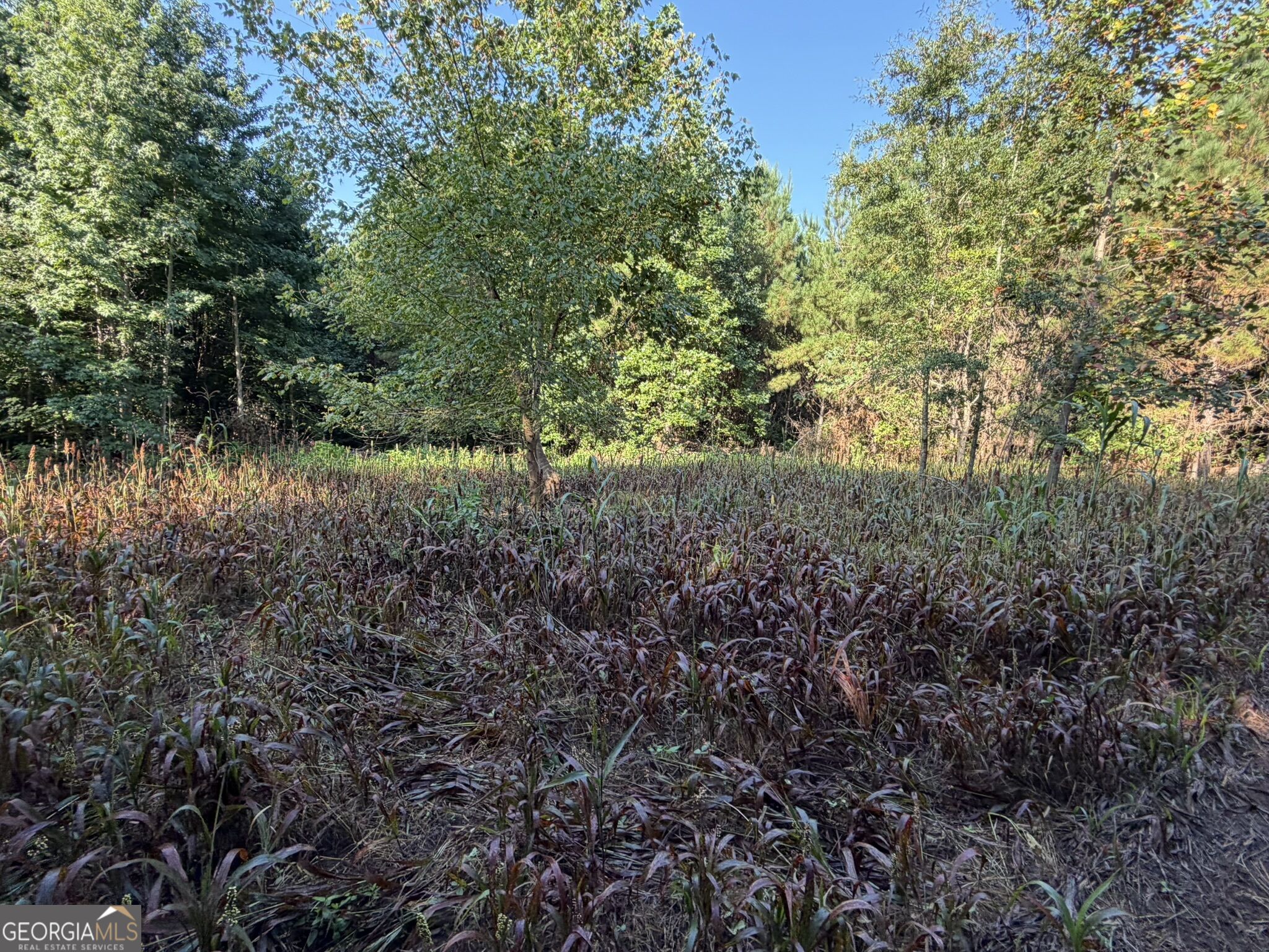 132 Acres Carlisle Gap Road Woodland GA 31836