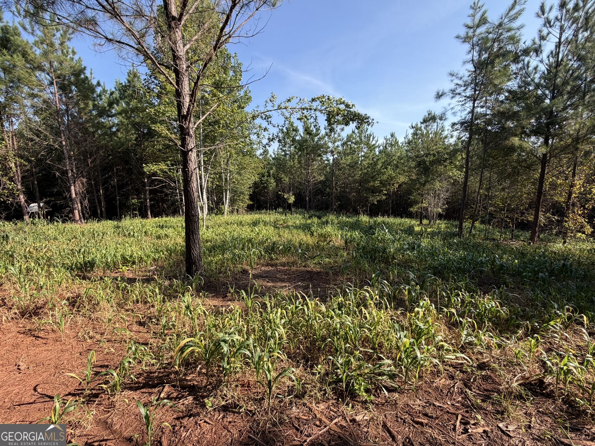 132 Acres Carlisle Gap Road Woodland GA 31836