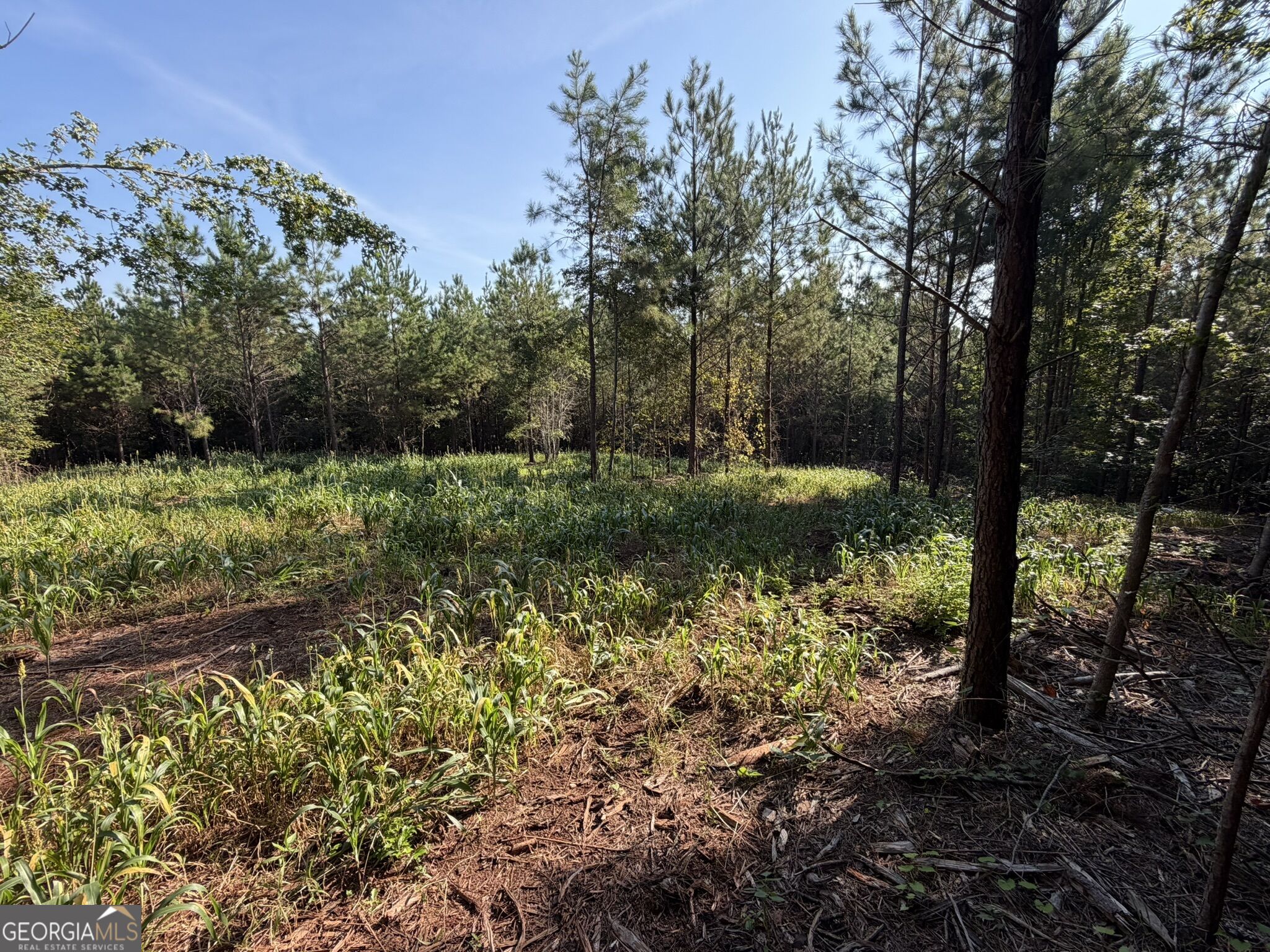 132 Acres Carlisle Gap Road Woodland GA 31836