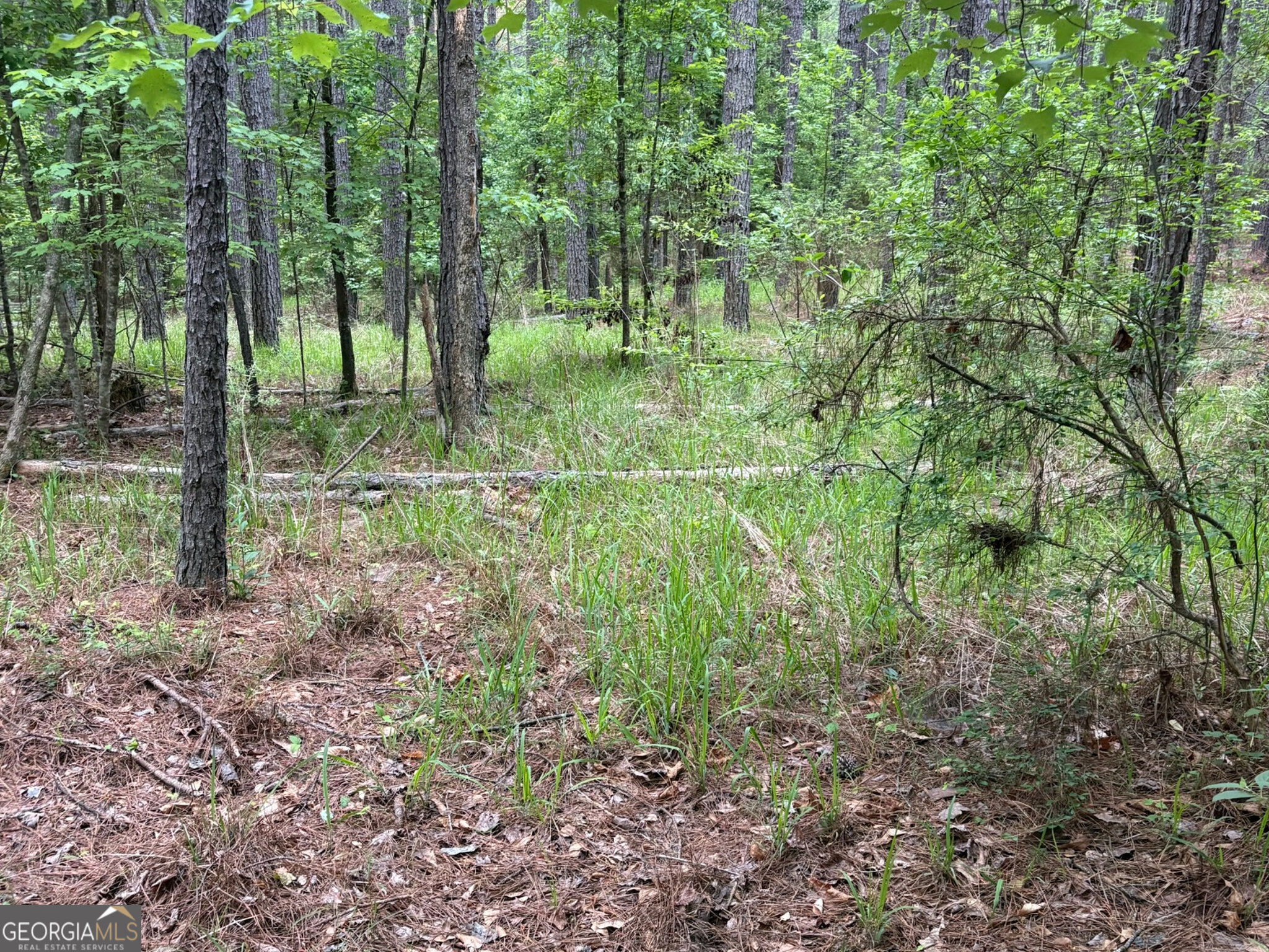 132 Acres Carlisle Gap Road Woodland GA 31836