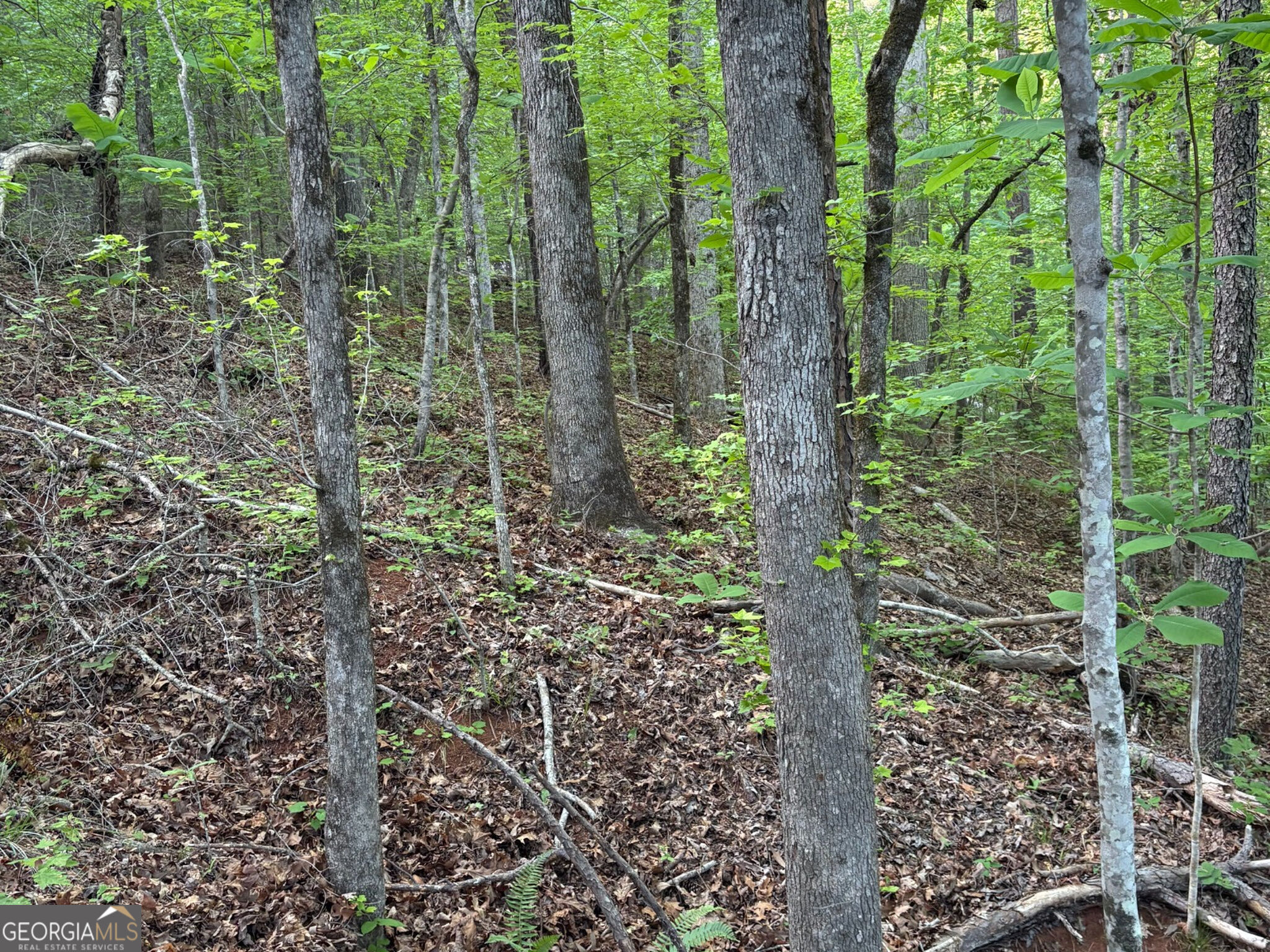132 Acres Carlisle Gap Road Woodland GA 31836