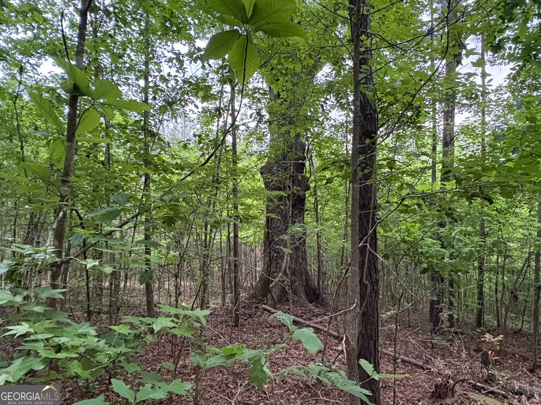 132 Acres Carlisle Gap Road Woodland GA 31836