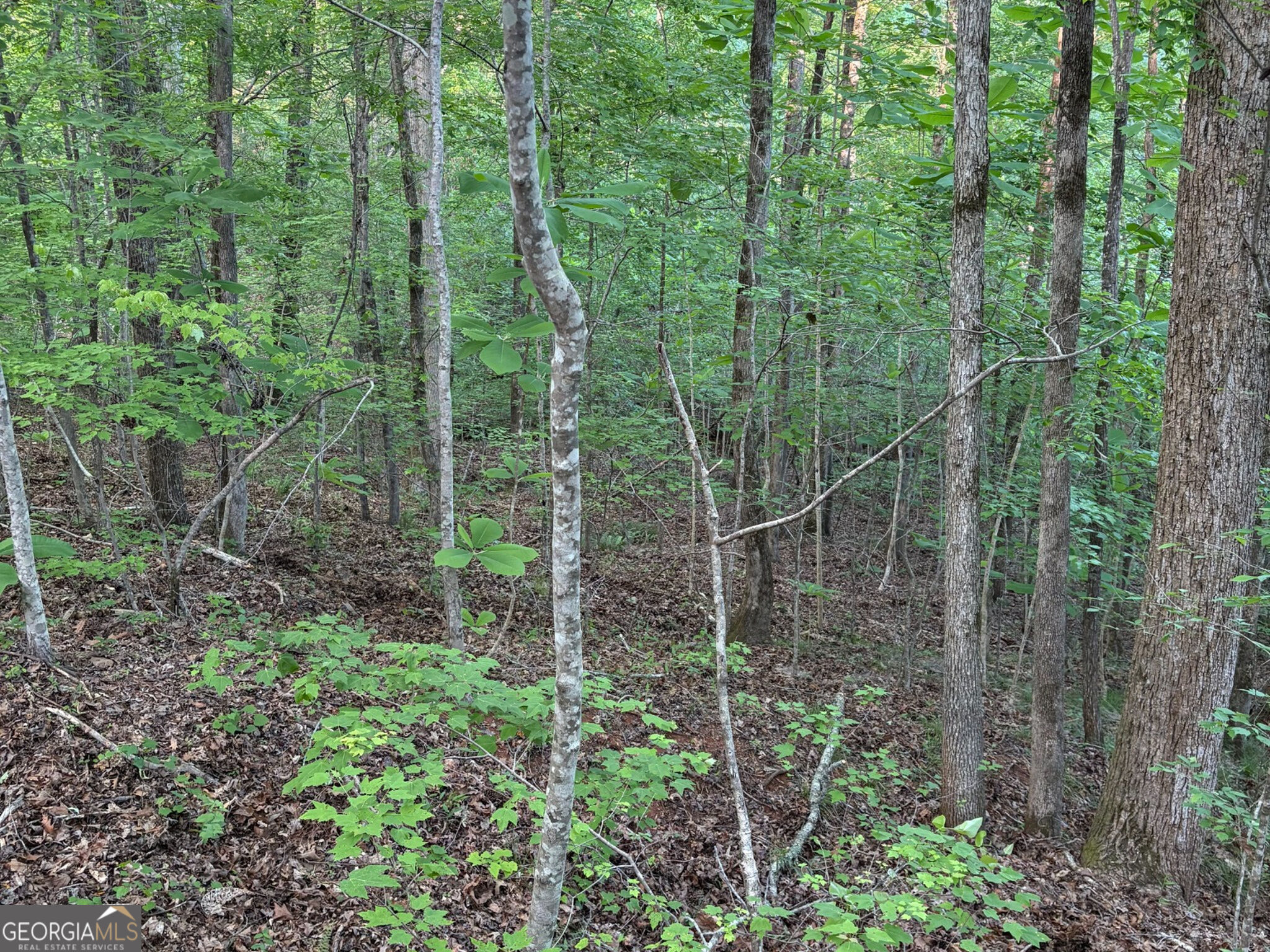 132 Acres Carlisle Gap Road Woodland GA 31836