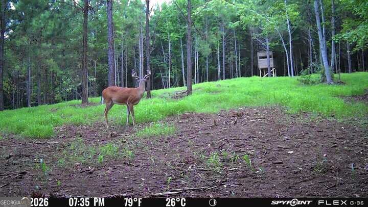 132 Acres Carlisle Gap Road Woodland GA 31836