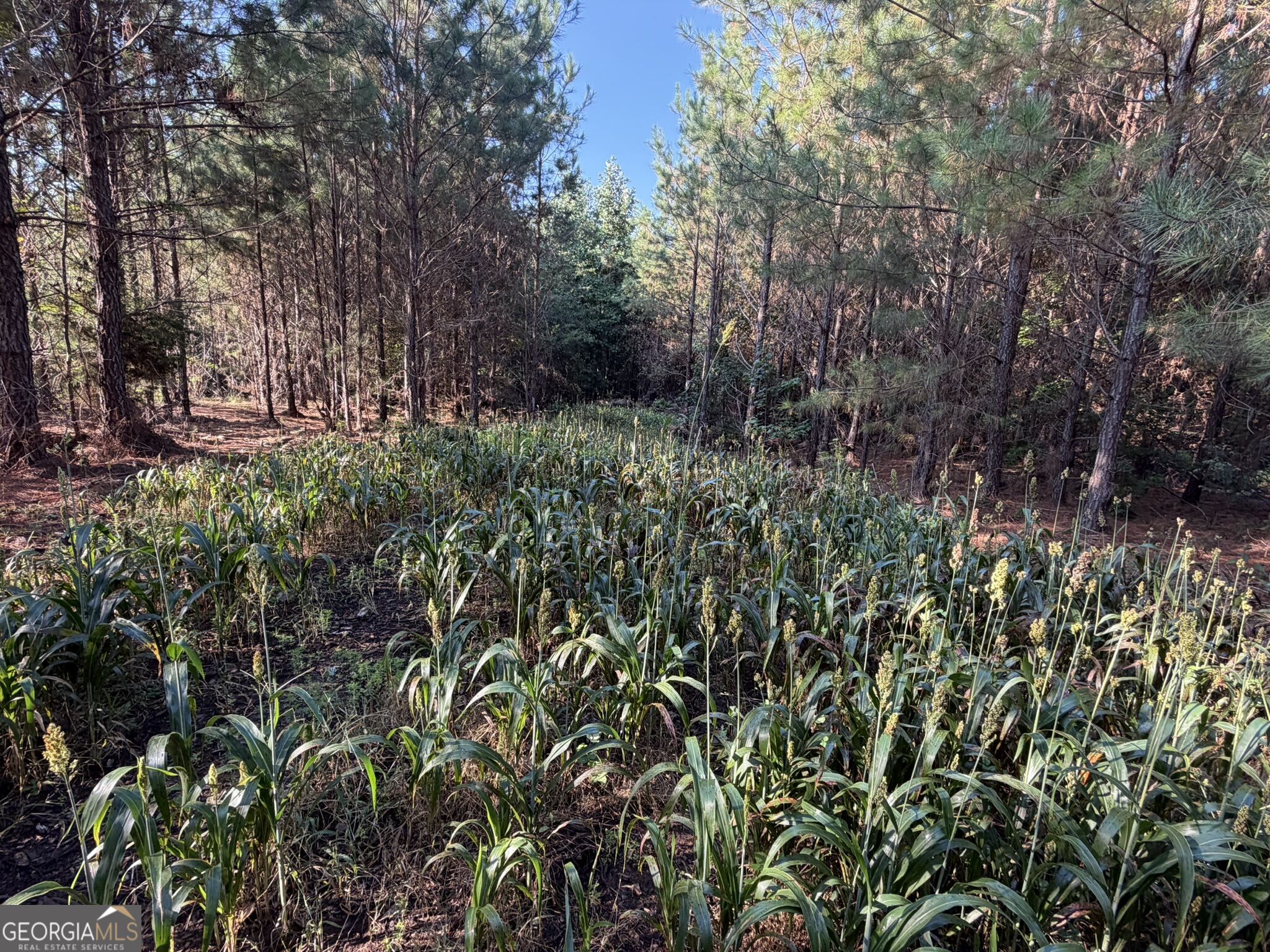 132 Acres Carlisle Gap Road Woodland GA 31836