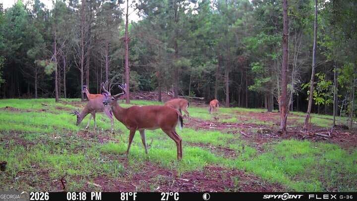 132 Acres Carlisle Gap Road Woodland GA 31836