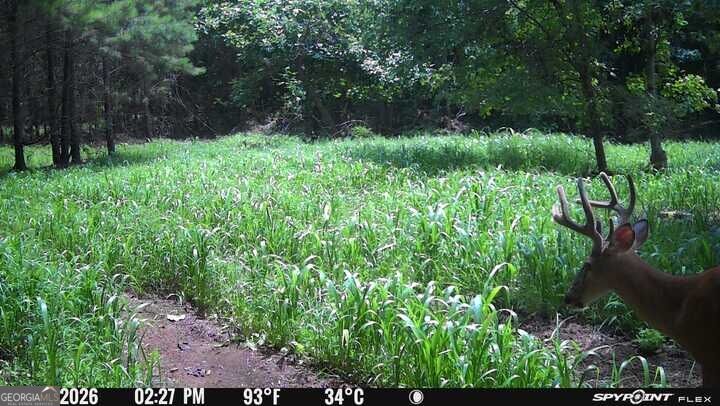 132 Acres Carlisle Gap Road Woodland GA 31836