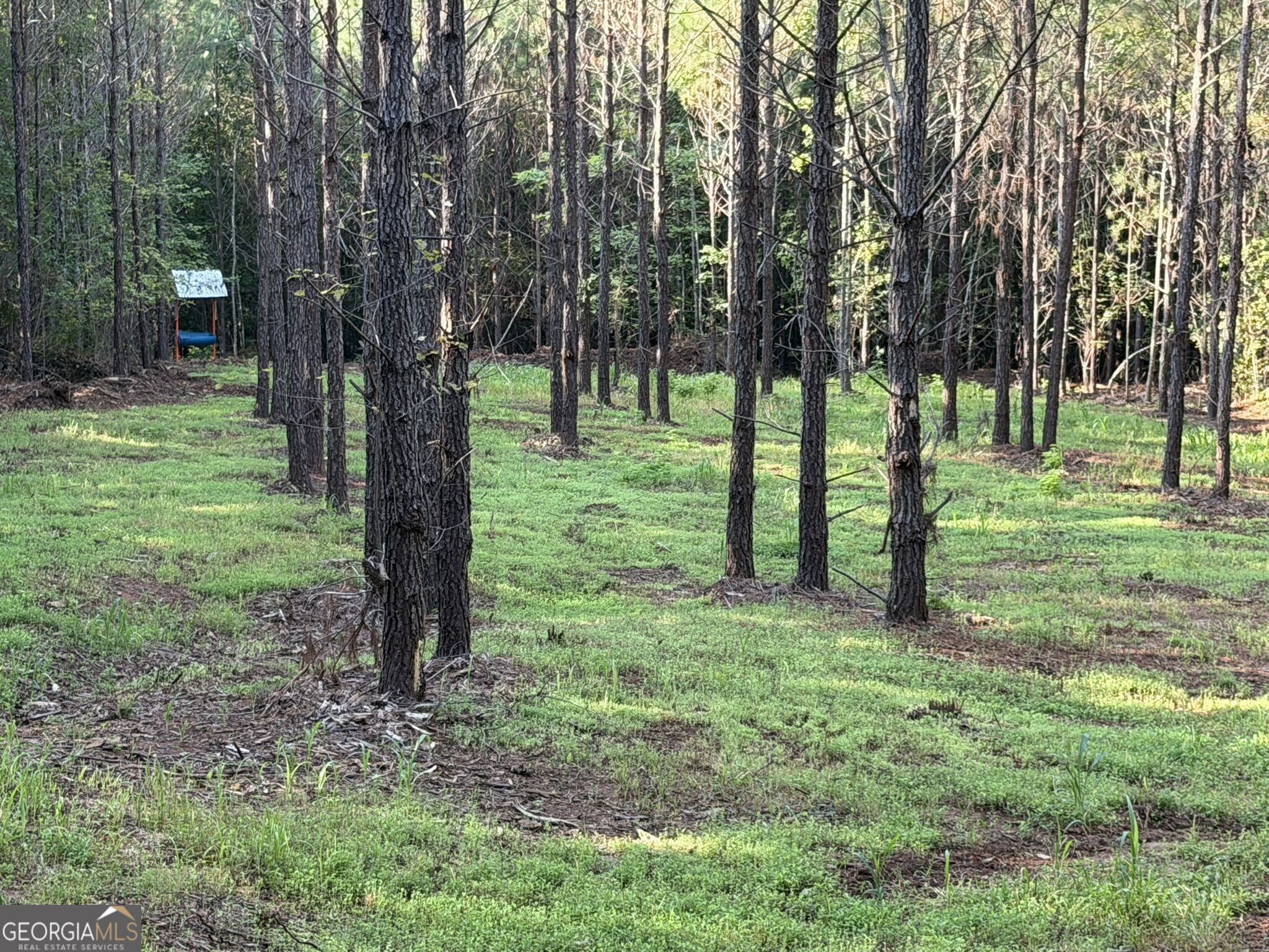 132 Acres Carlisle Gap Road Woodland GA 31836
