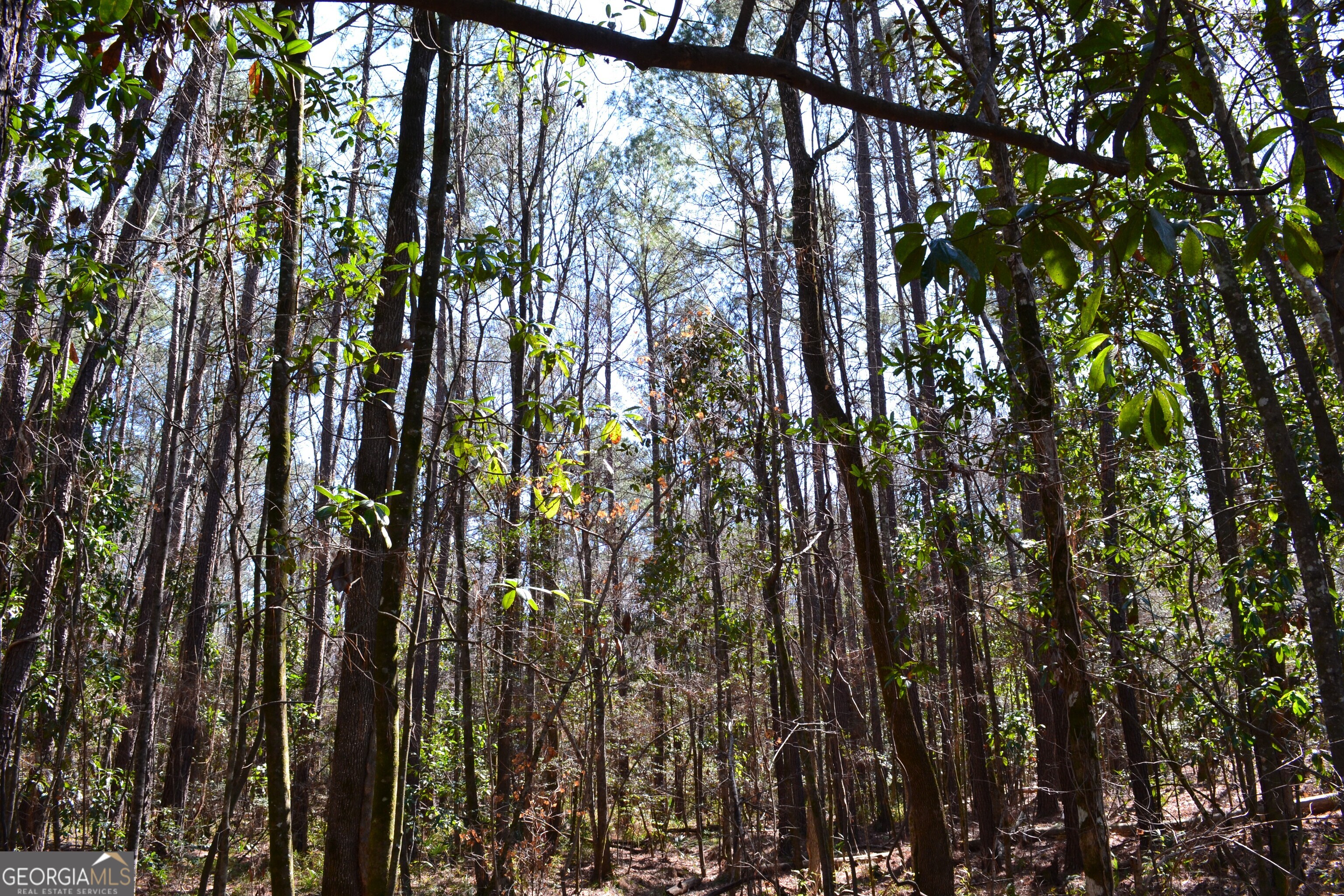 0 Mark Wood Road Dexter GA 31019
