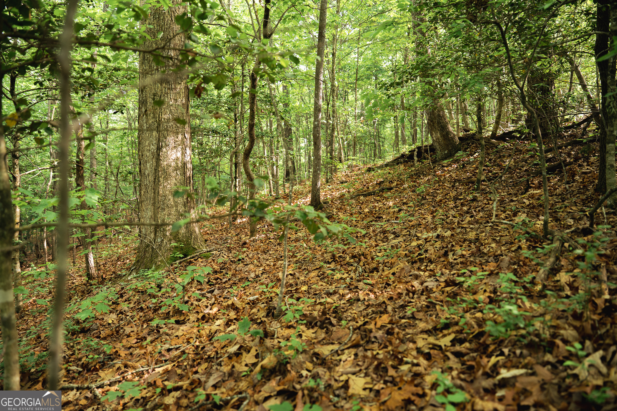 Tract 1 Century Lane Blue Ridge GA 30513