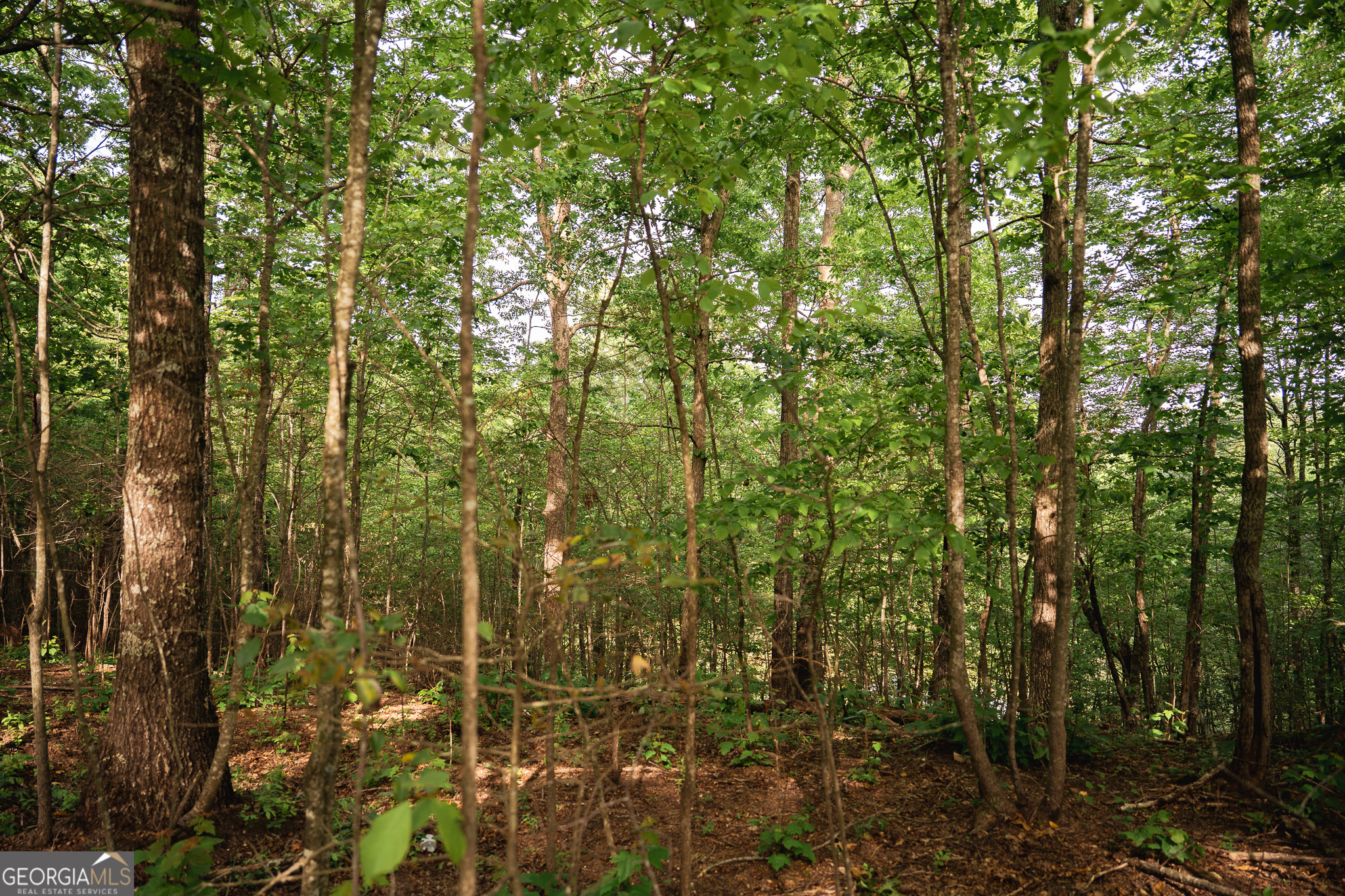 Tract 1 Century Lane Blue Ridge GA 30513