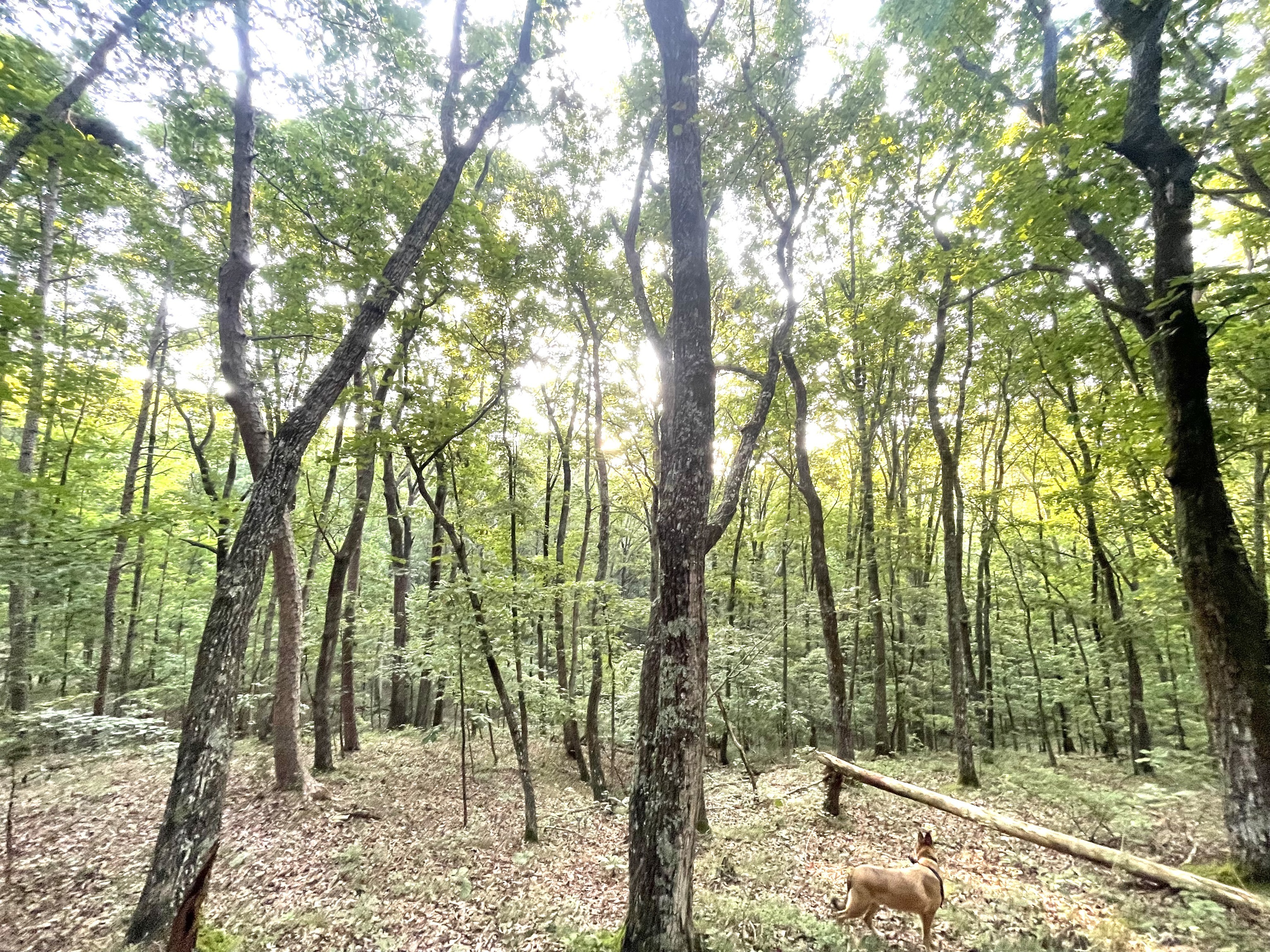 715 Railey Ridge Ranger GA 30734