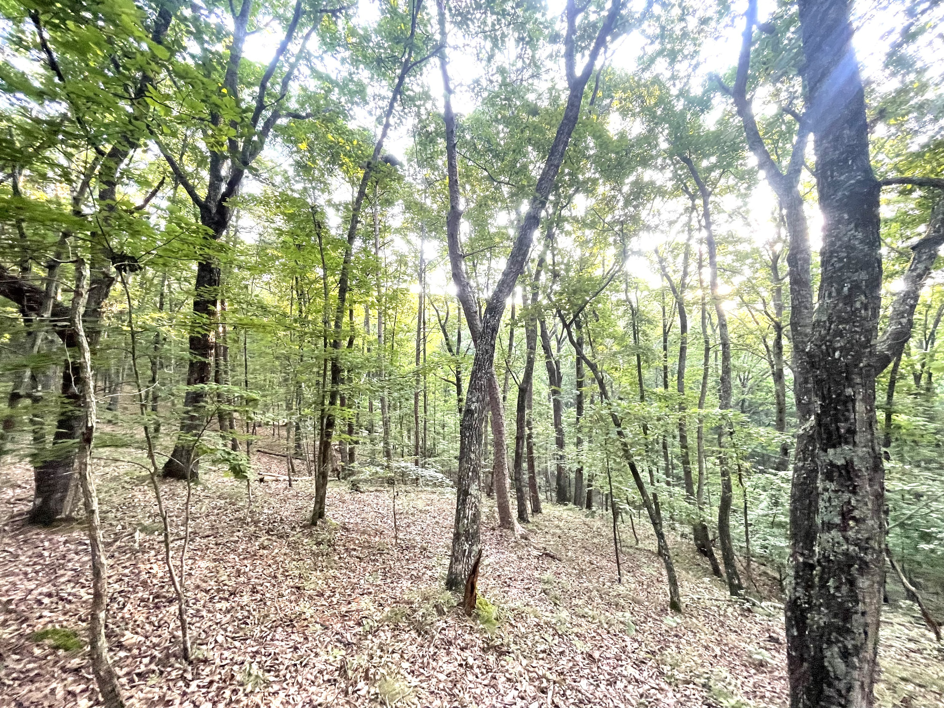 715 Railey Ridge Ranger GA 30734