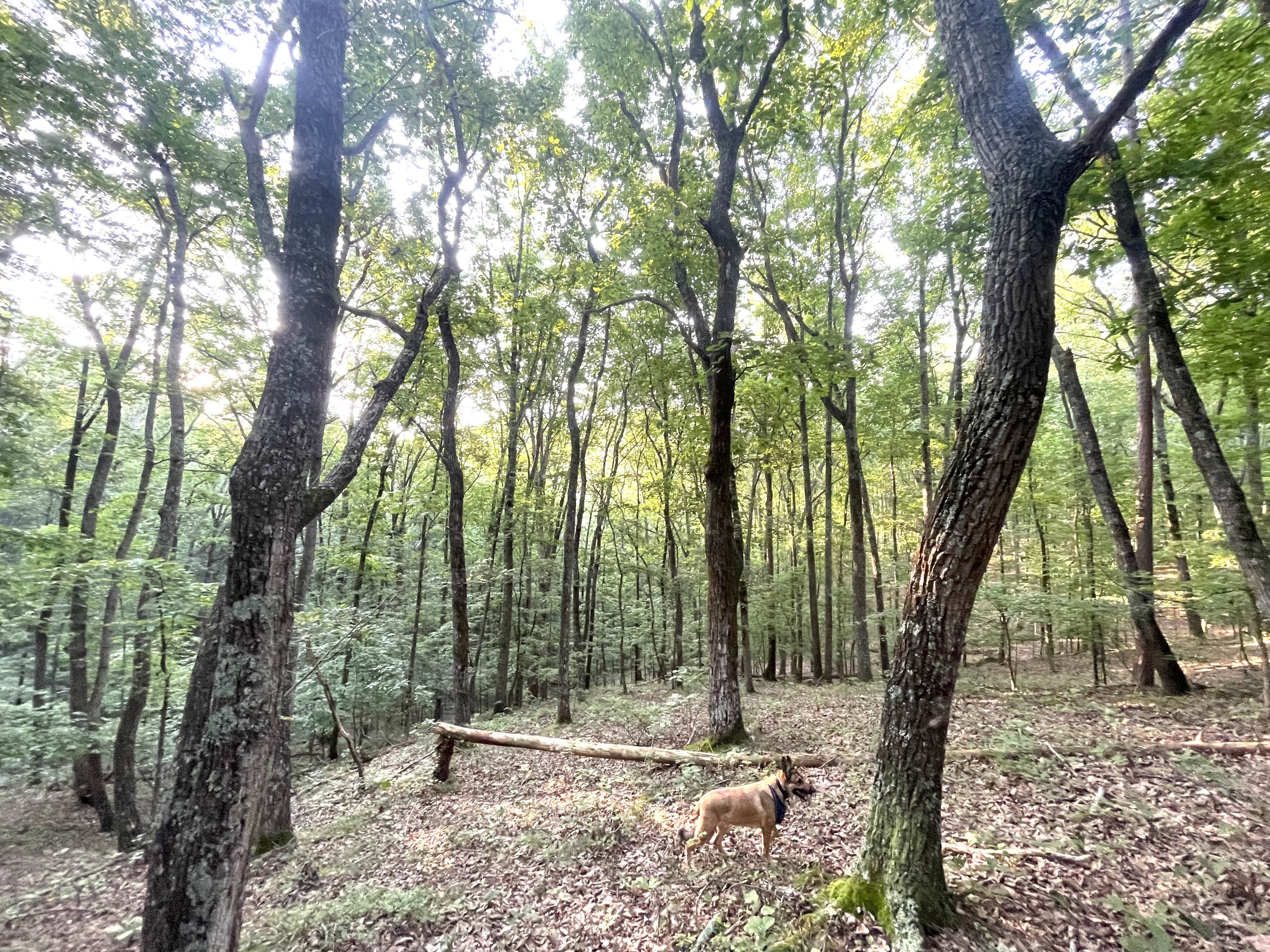 715 Railey Ridge Ranger GA 30734