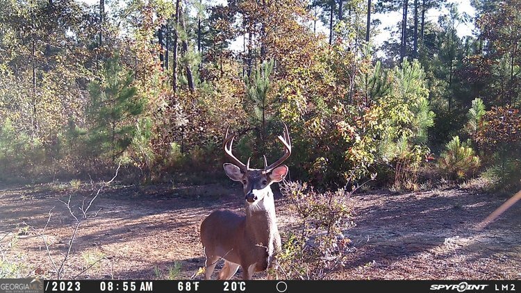 4253 Bath Edie Road Hephzibah GA 30815