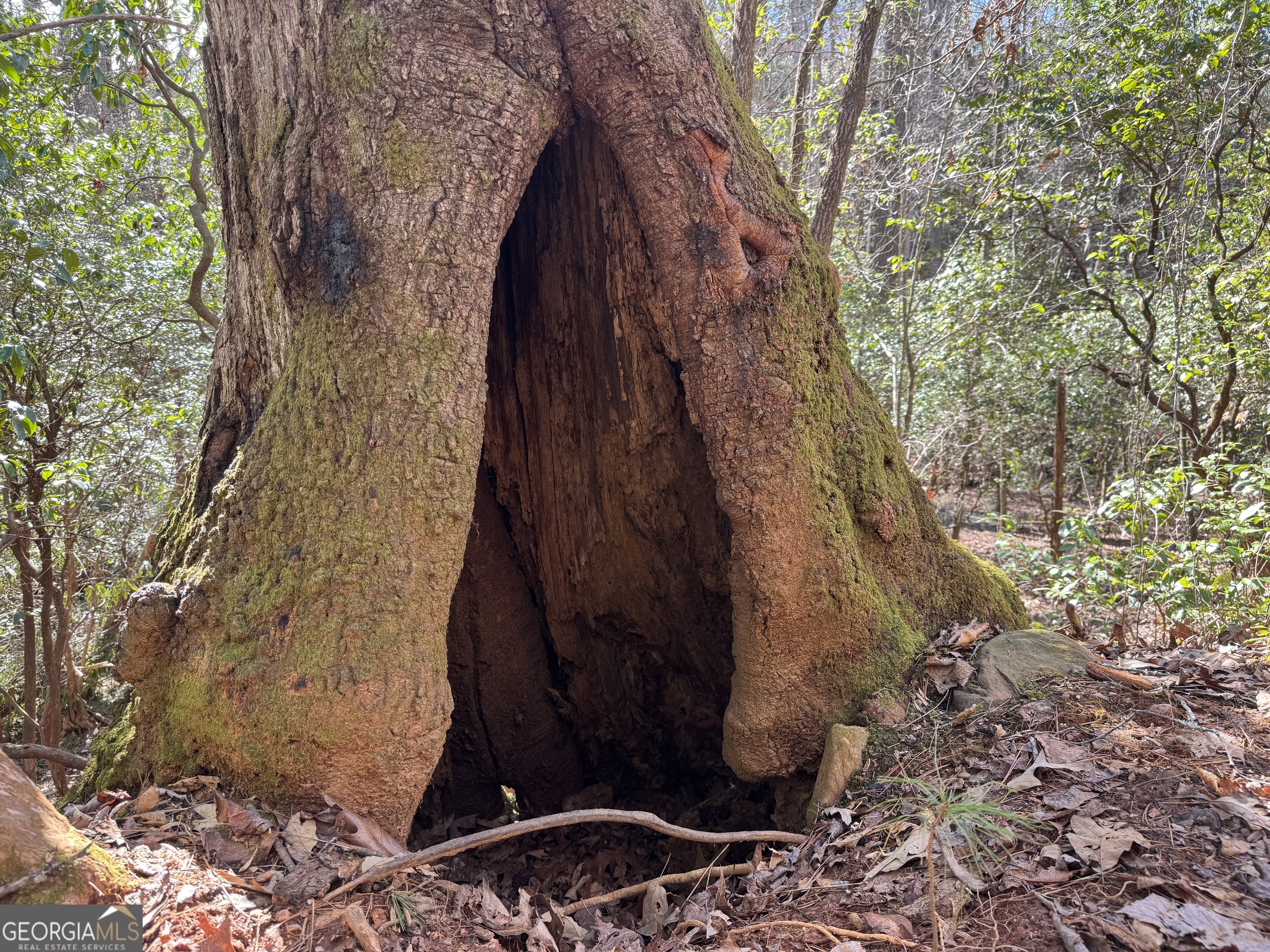 0 Mountain Lion Trail Helen GA 30545