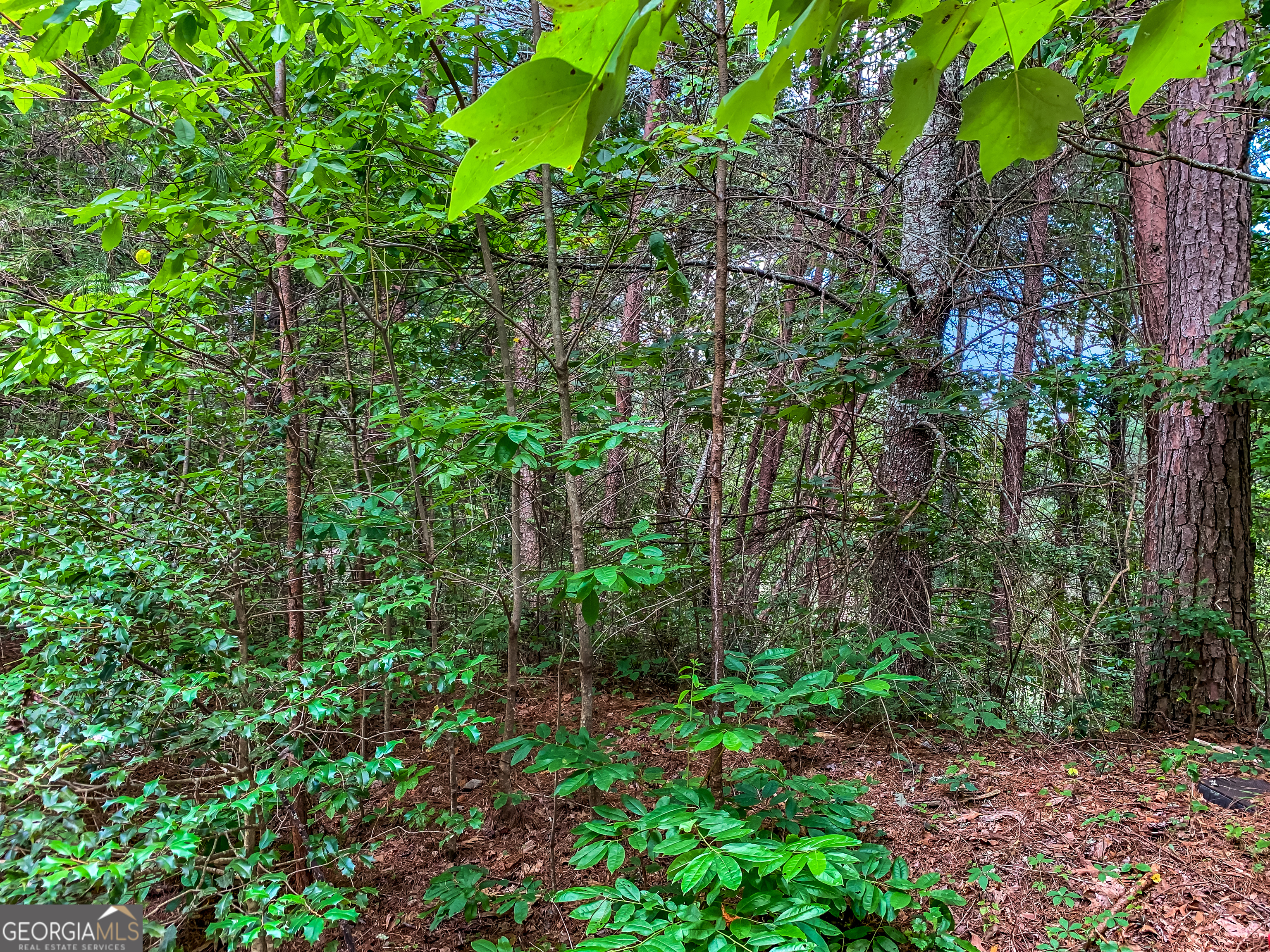 Lot 17 Misty Mountain Trail Ellijay GA 30536