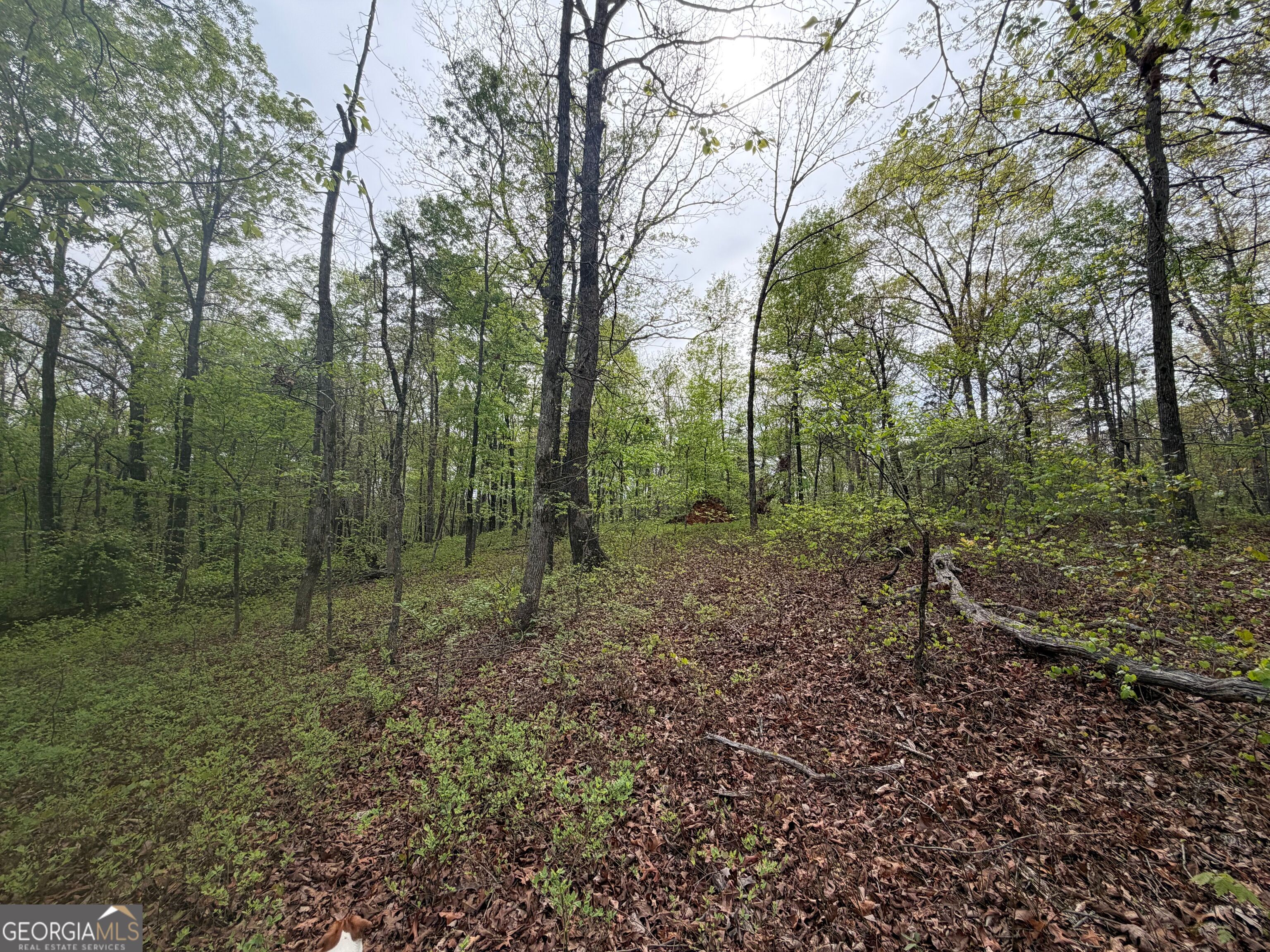 0 N County Line Road Alto GA 30510