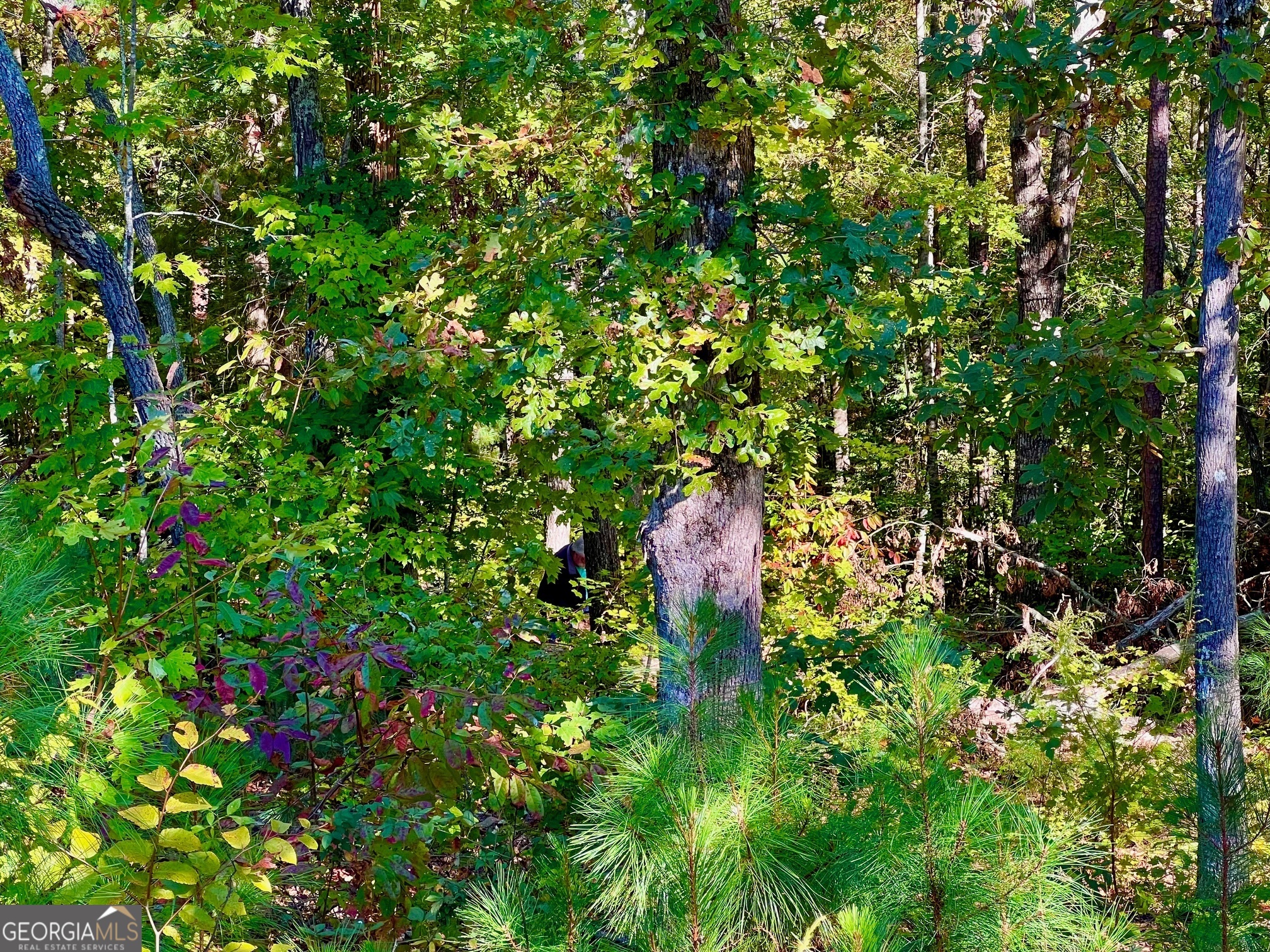 59 High River Landing Ellijay GA 30540