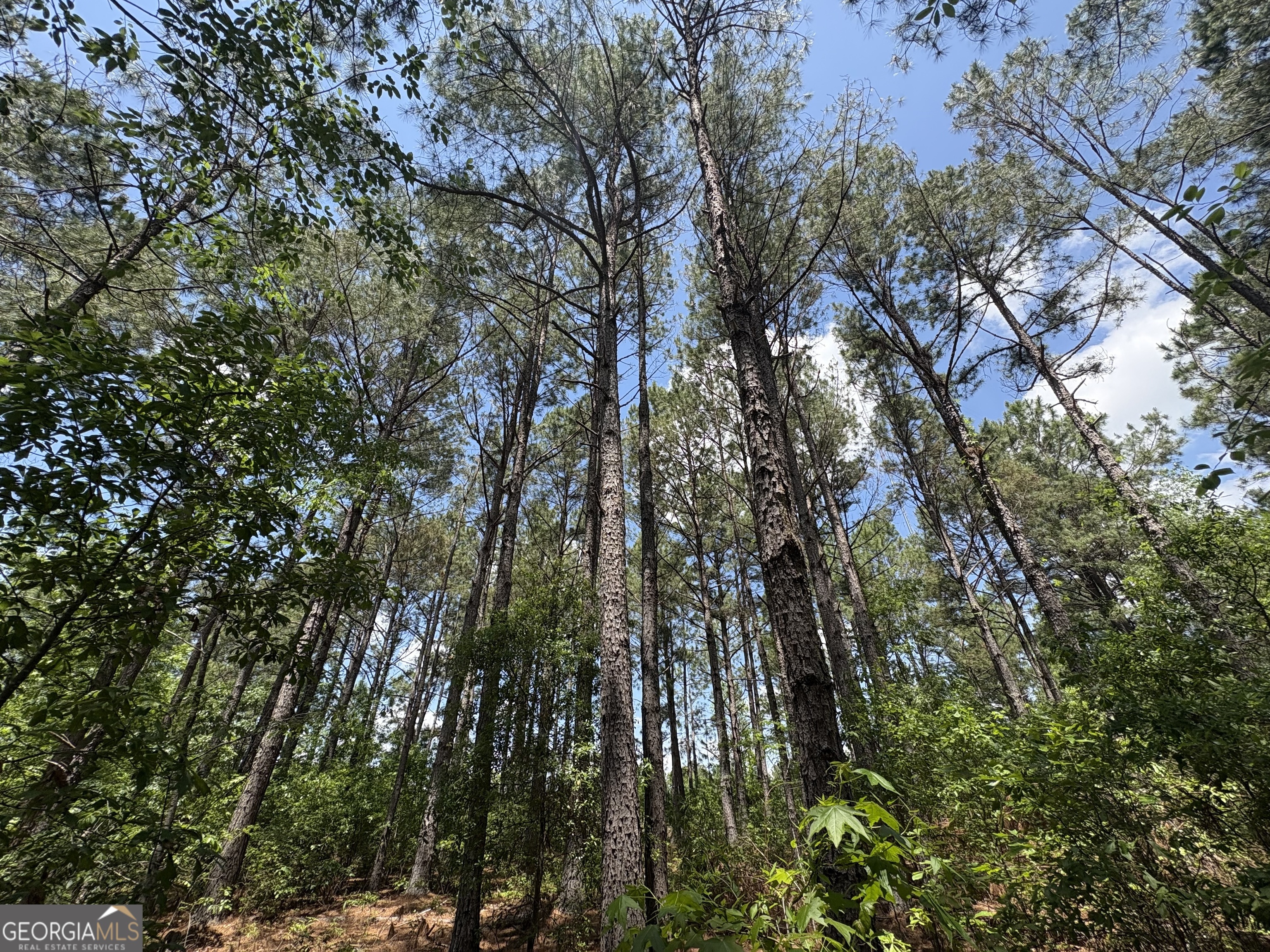 850 Buttermilk Road Sylvania GA 30467
