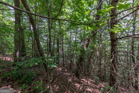 Lot 6 Wild Turkey Young Harris GA 30582