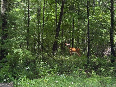 2.75AC Quail Ridge Road Epworth GA 30541