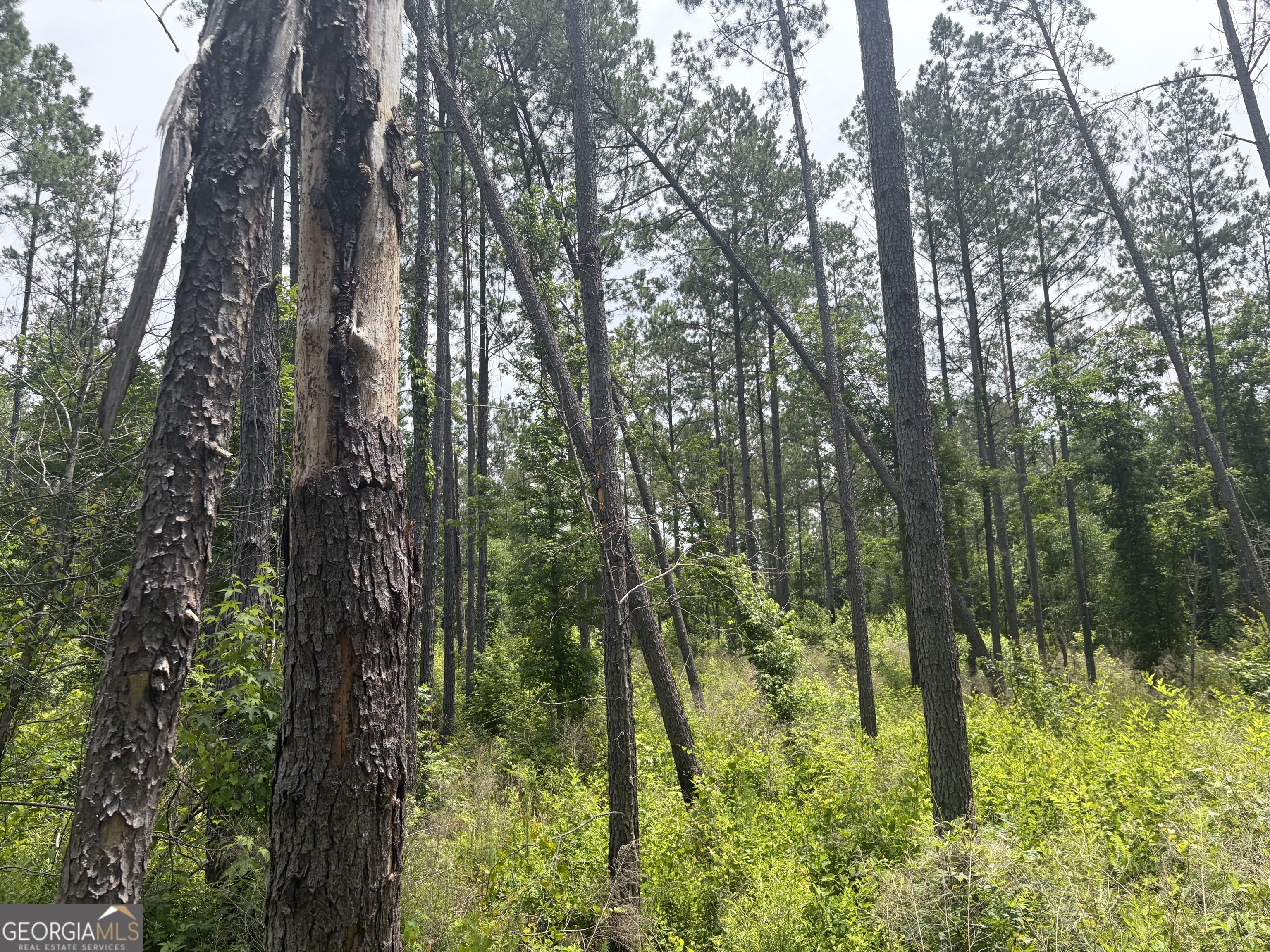 3 Sunhill Grange Road Davisboro GA 31018